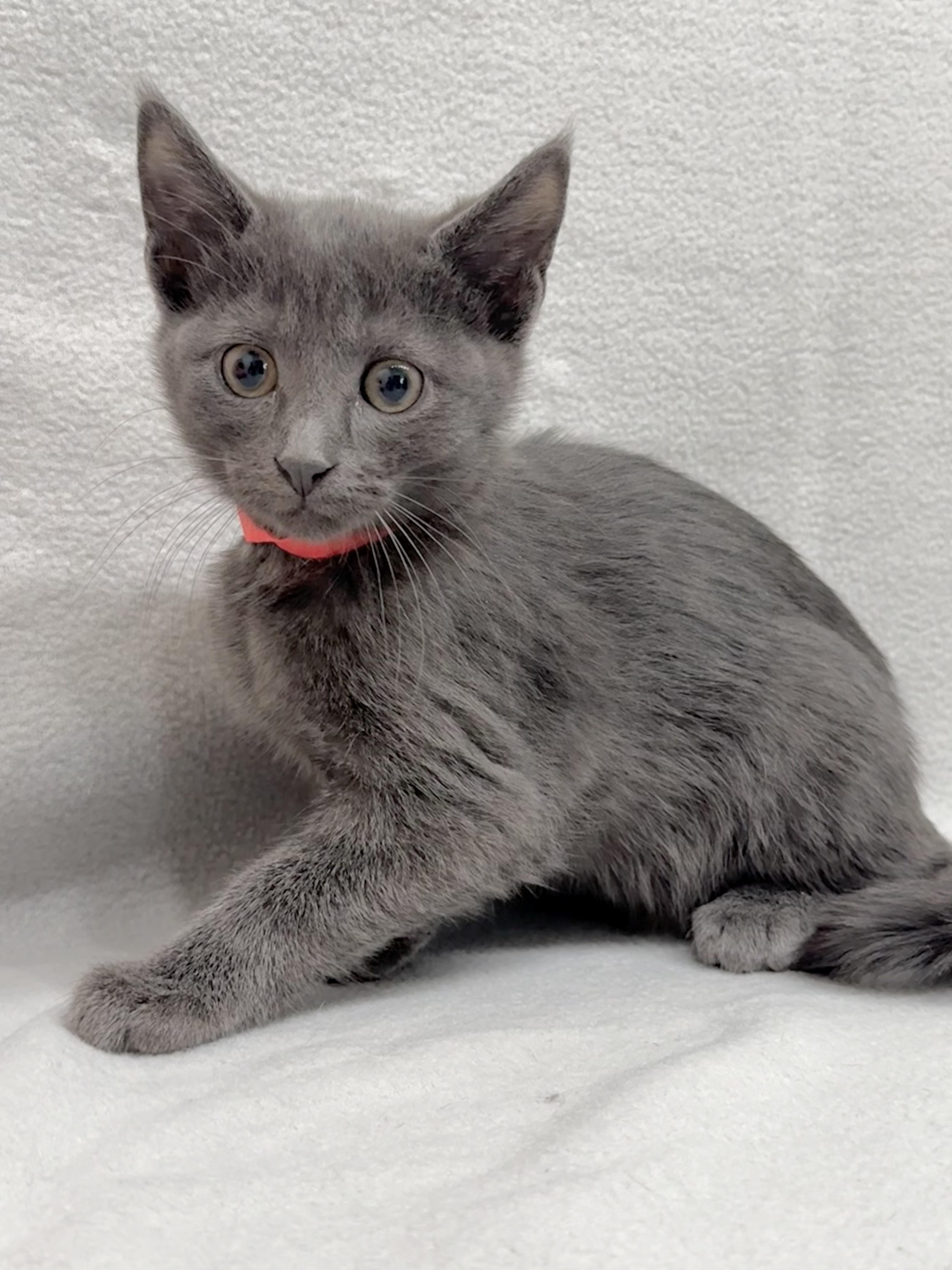 Avery, a Adoptable Domestic Short Hair in Minneapolis, MN image 2/6