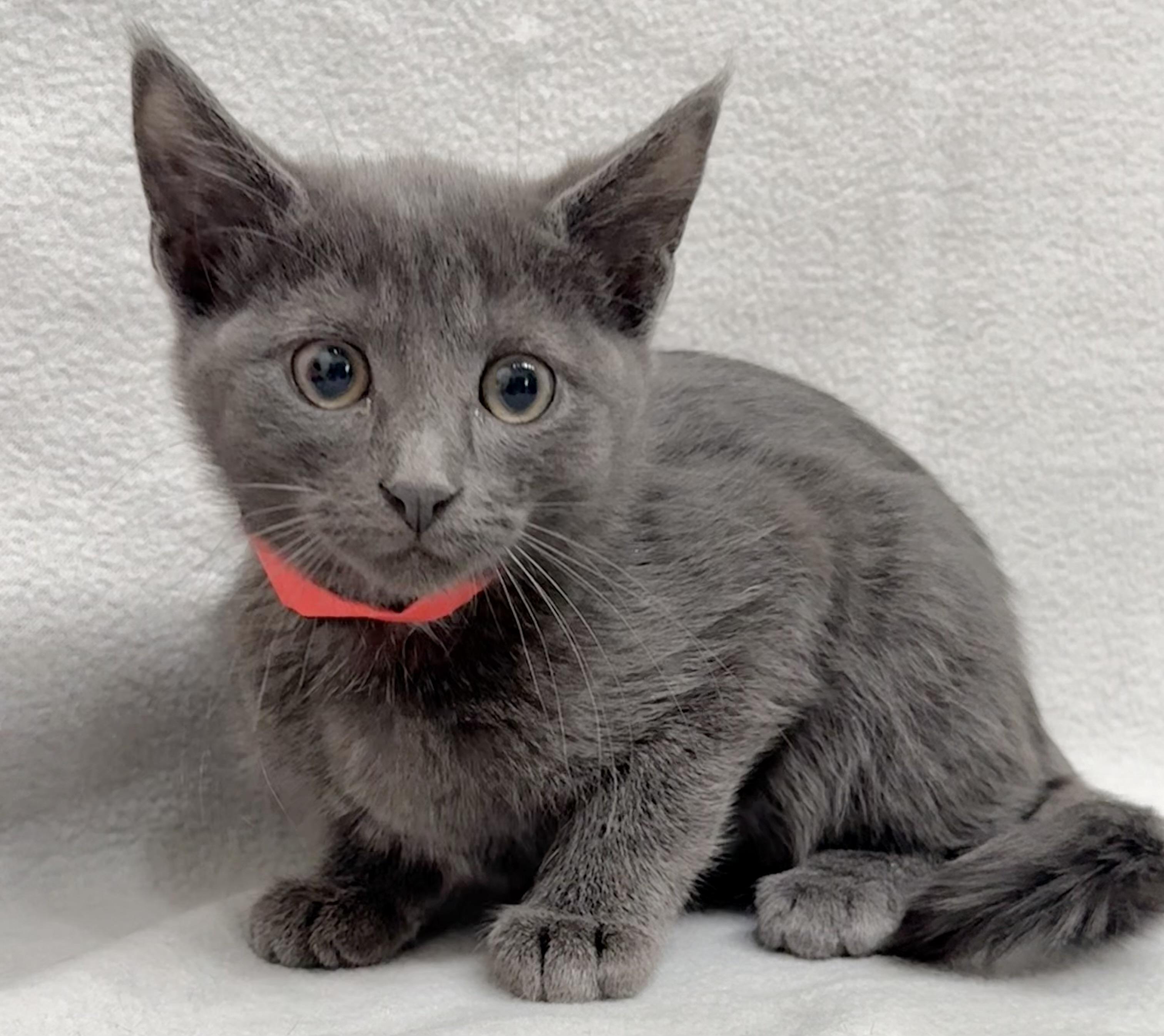 Avery, a Adoptable Domestic Short Hair in Minneapolis, MN image 3/6