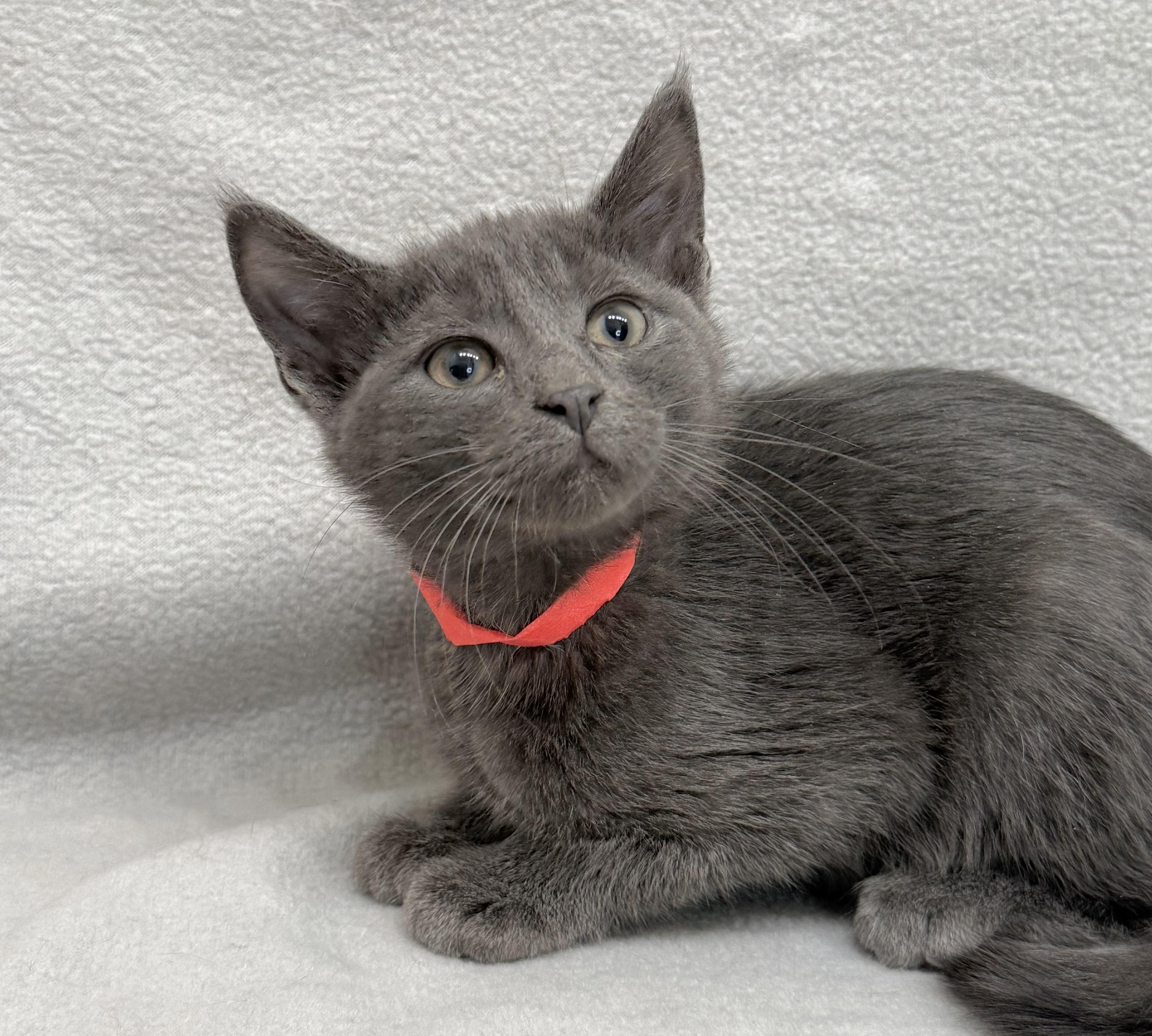 Avery, a Adoptable Domestic Short Hair in Minneapolis, MN image 6/6