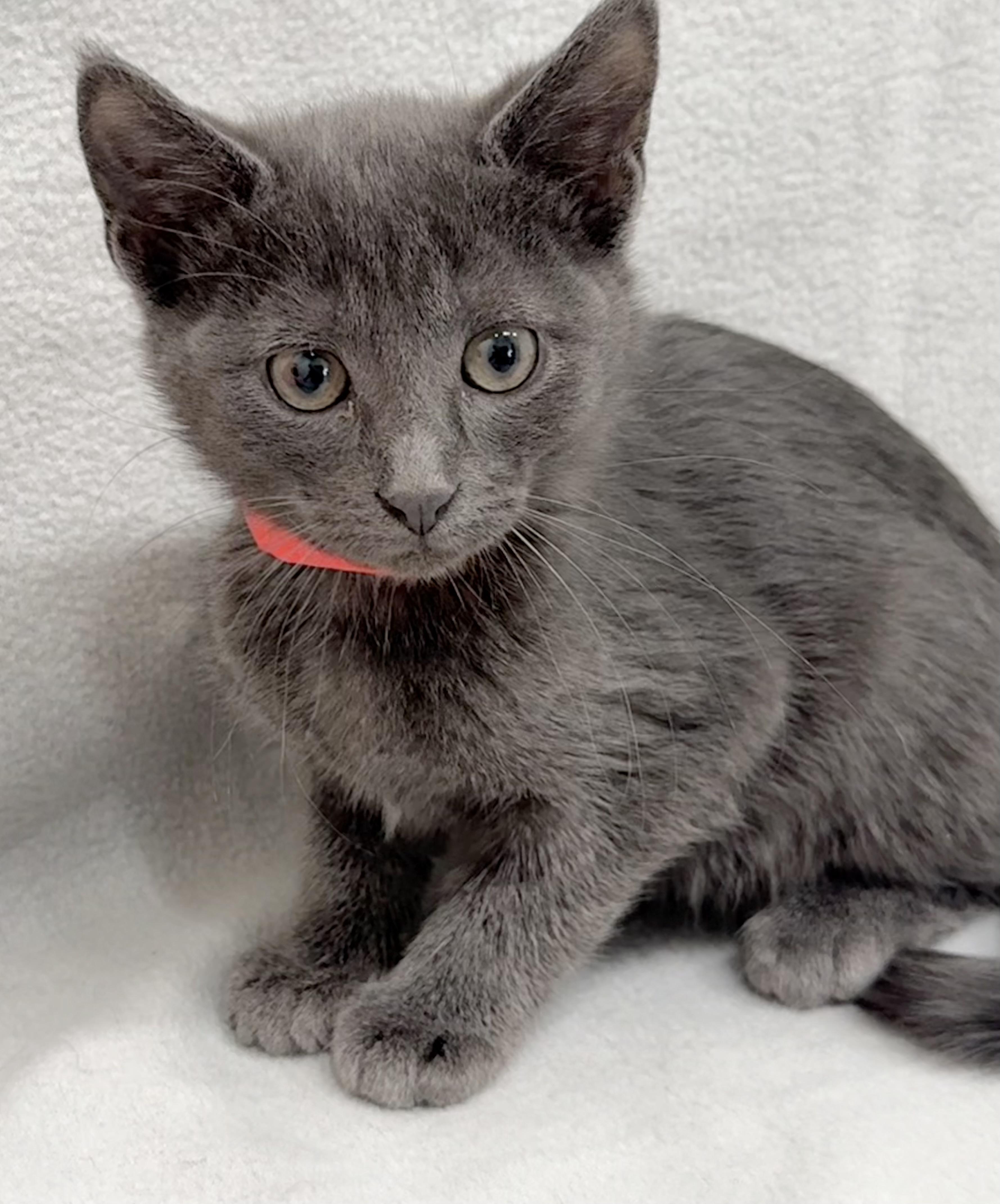 Avery, a Adoptable Domestic Short Hair in Minneapolis, MN image 4/6