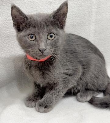 Avery, adoptable, Kitten Male Domestic Short Hair.