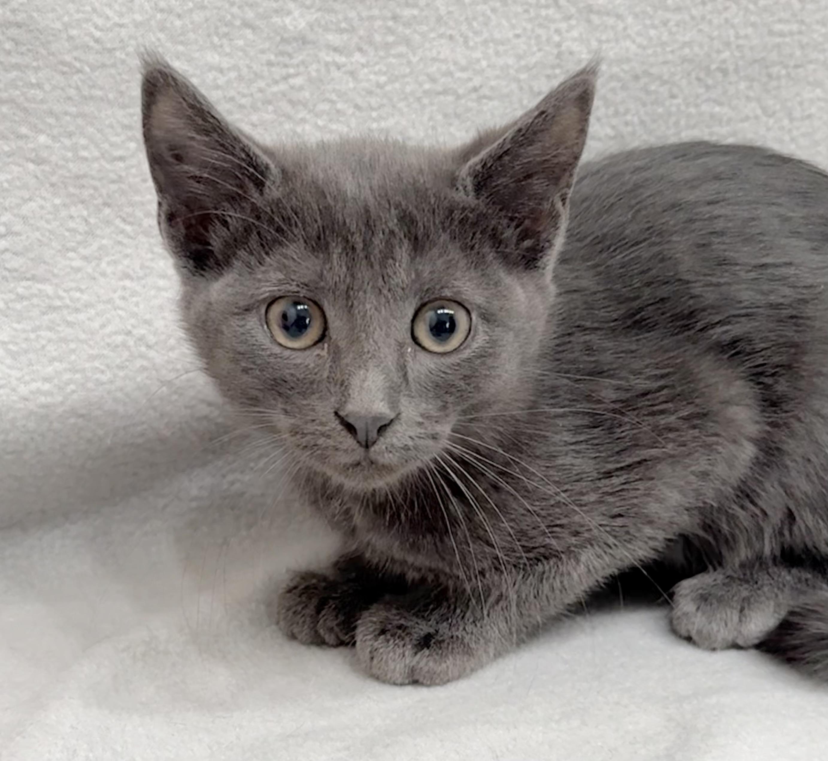 Avery, a Adoptable Domestic Short Hair in Minneapolis, MN image 5/6