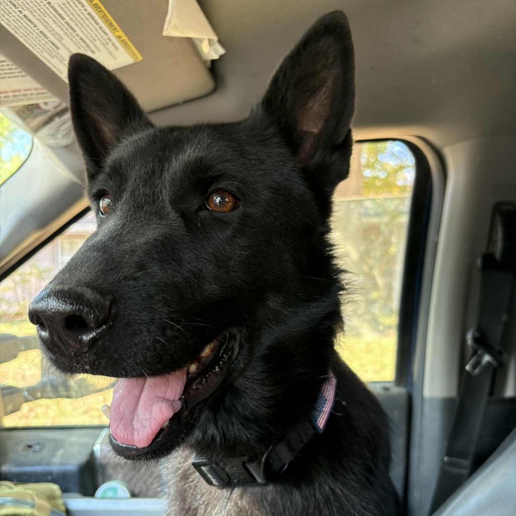 Sassy, a Adoptable Shepherd in Pittsburg, KS image 1/2