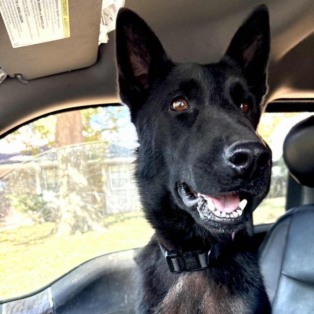 Sassy, Adoptable, Adult Female Shepherd.