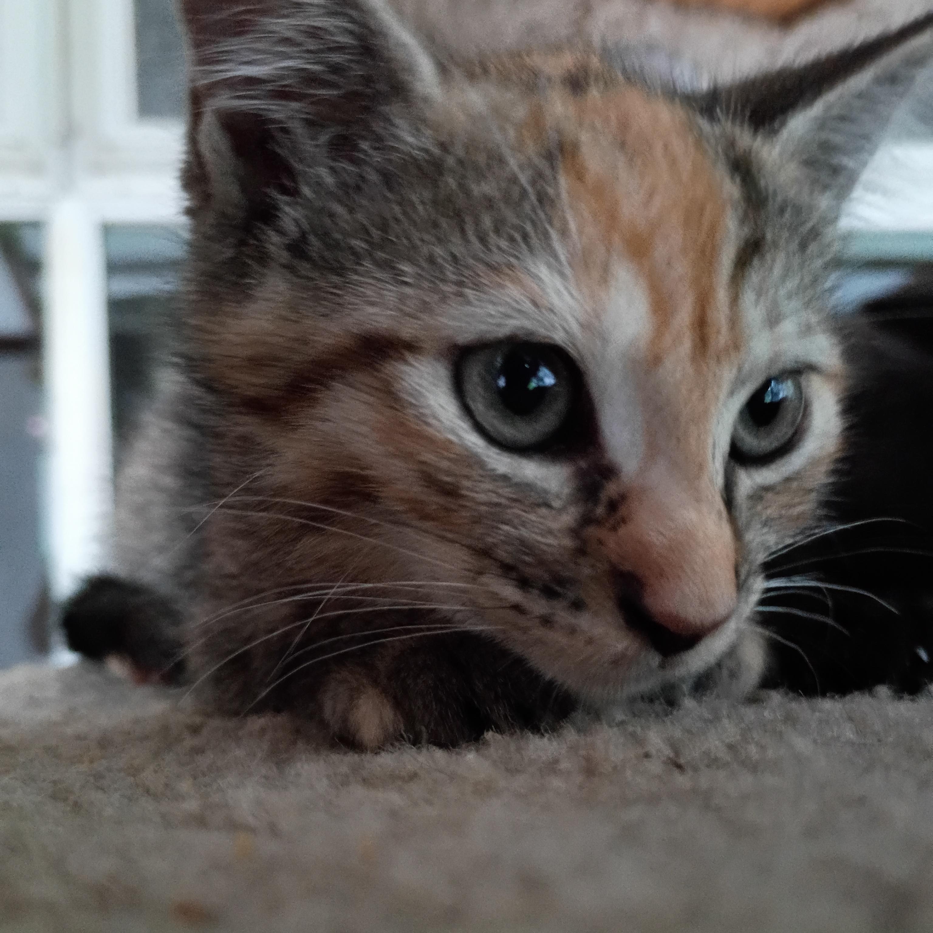 Clara (School Kits), Adopted, Kitten Female Domestic Short Hair.