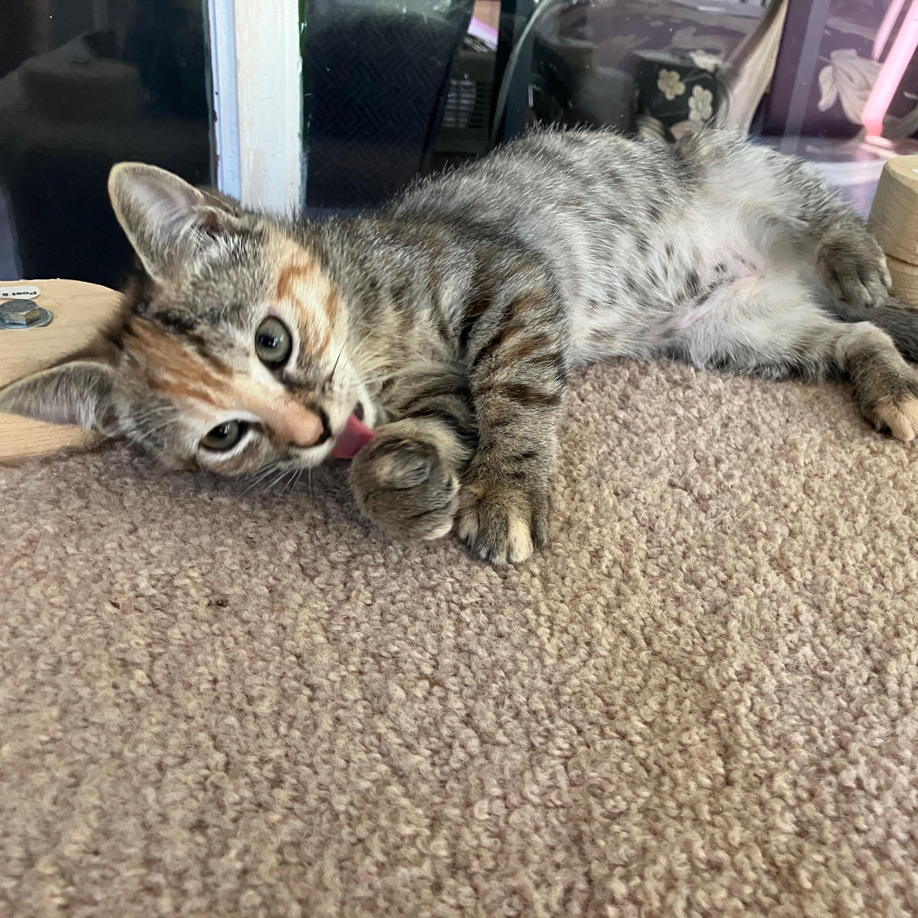 Enlarge Clara (School Kits), a Adopted Domestic Short Hair in Bordentown, NJ image 2/4