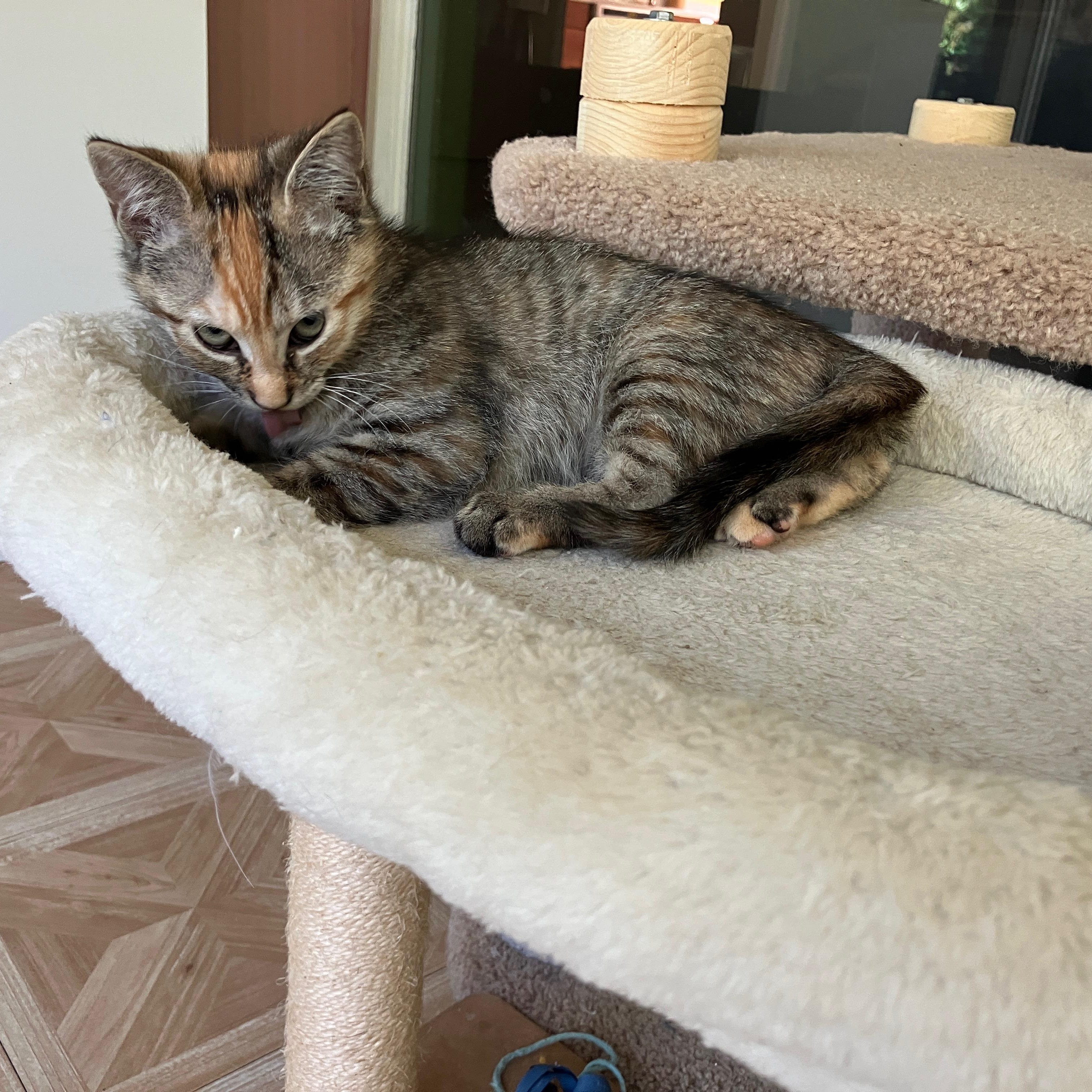 Enlarge Clara (School Kits), a Adopted Domestic Short Hair in Bordentown, NJ image 3/4