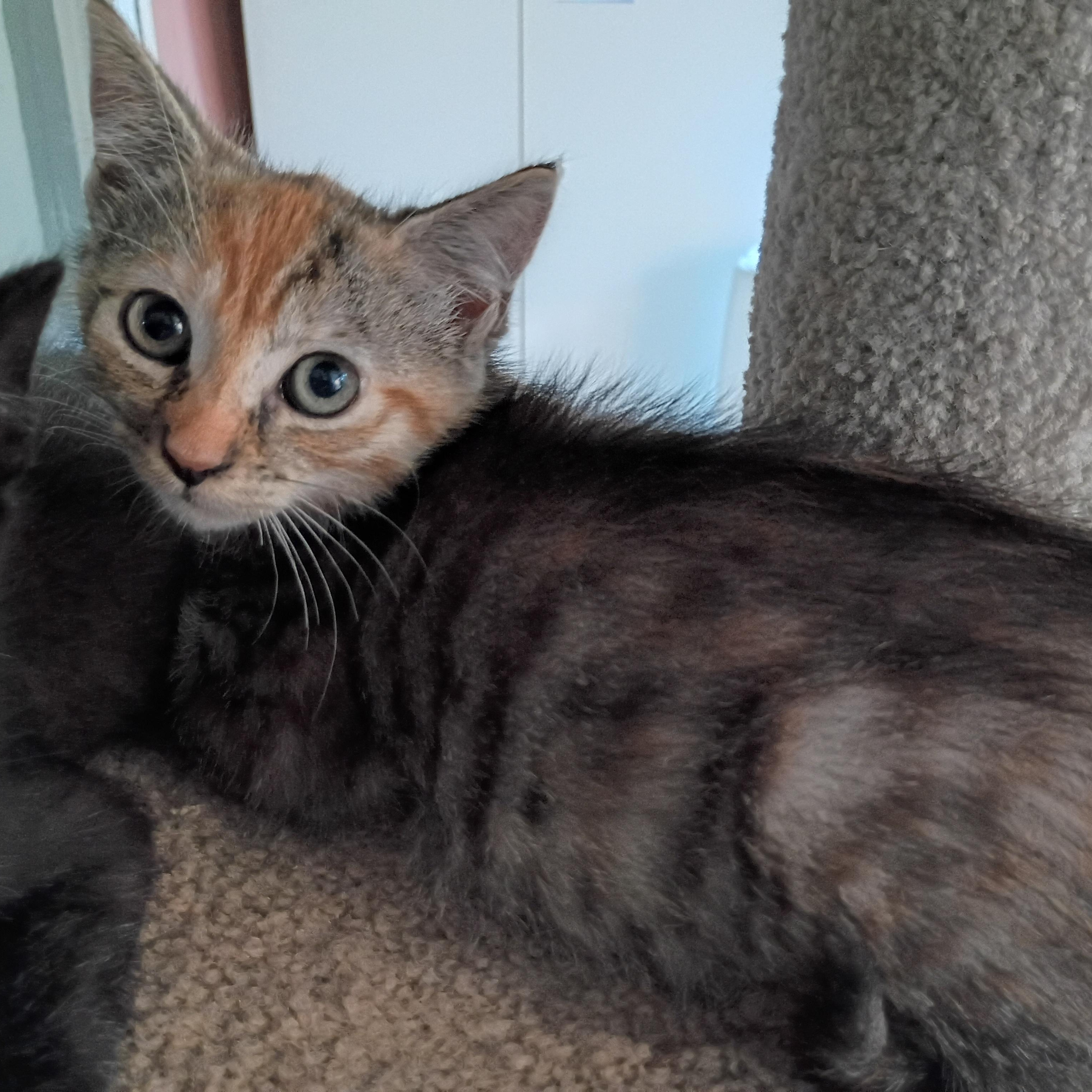 Enlarge Clara (School Kits), a Adopted Domestic Short Hair in Bordentown, NJ image 4/4