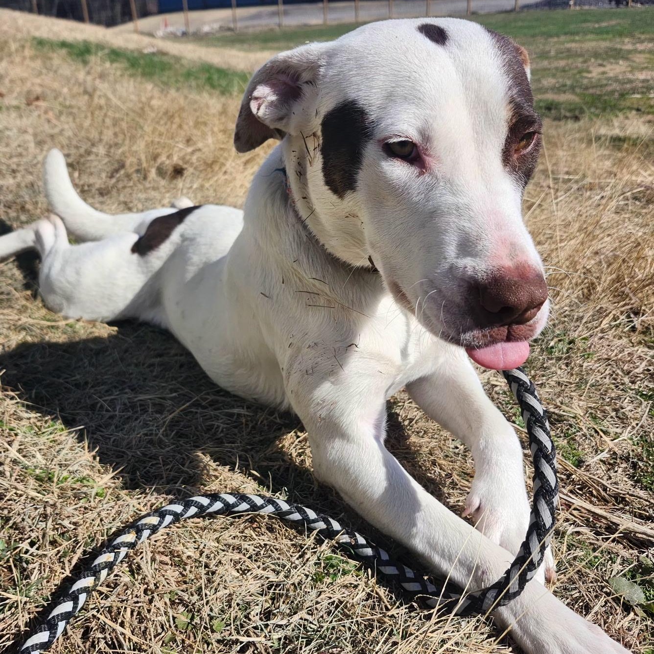 TIKA, Adoptable, Adult Female Pit Bull Terrier & Australian Cattle Dog / Blue Heeler.