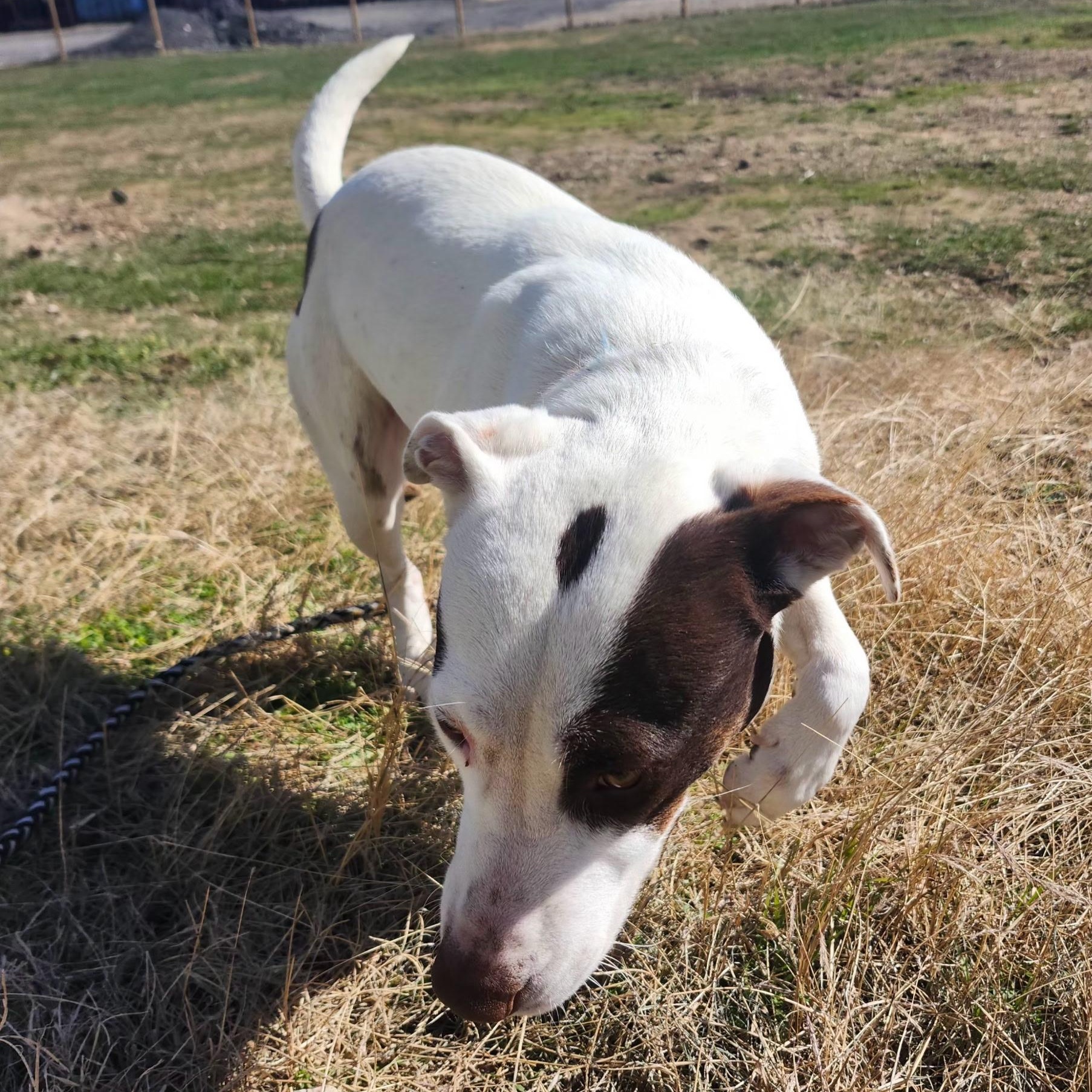TIKA, a Adoptable mixed breed in Weatherford, TX image 2/6