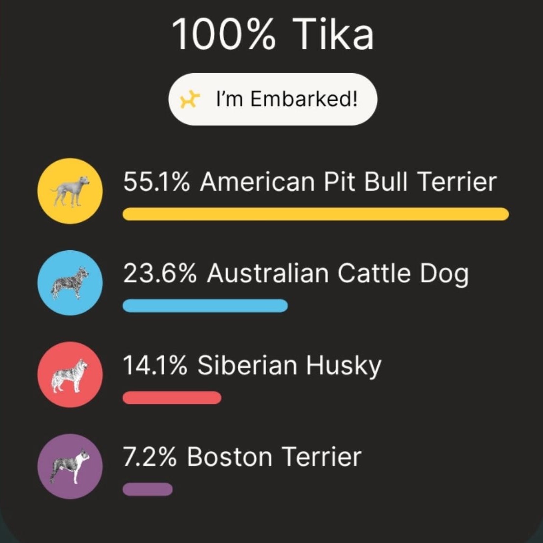 TIKA, a Adoptable mixed breed in Weatherford, TX image 3/6