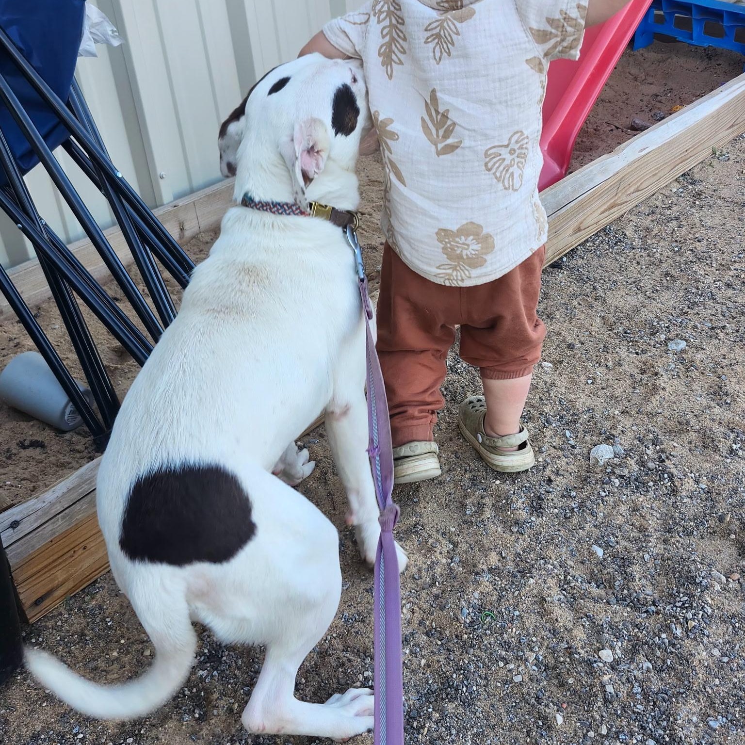 TIKA, a Adoptable mixed breed in Weatherford, TX image 4/6