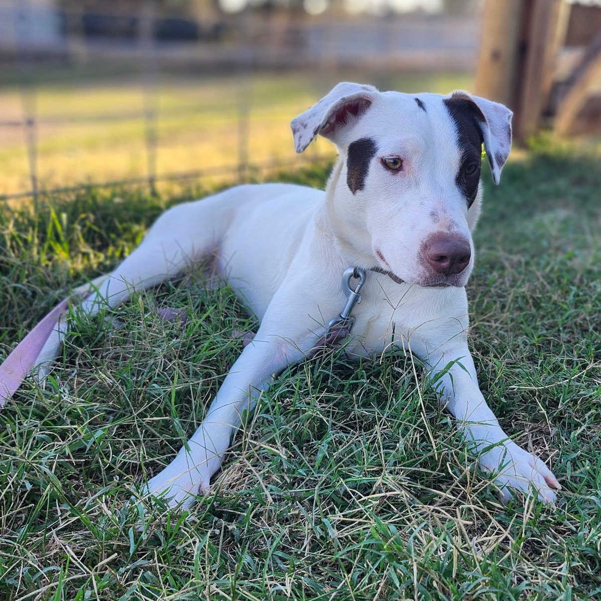 TIKA, a Adoptable mixed breed in Weatherford, TX image 6/6