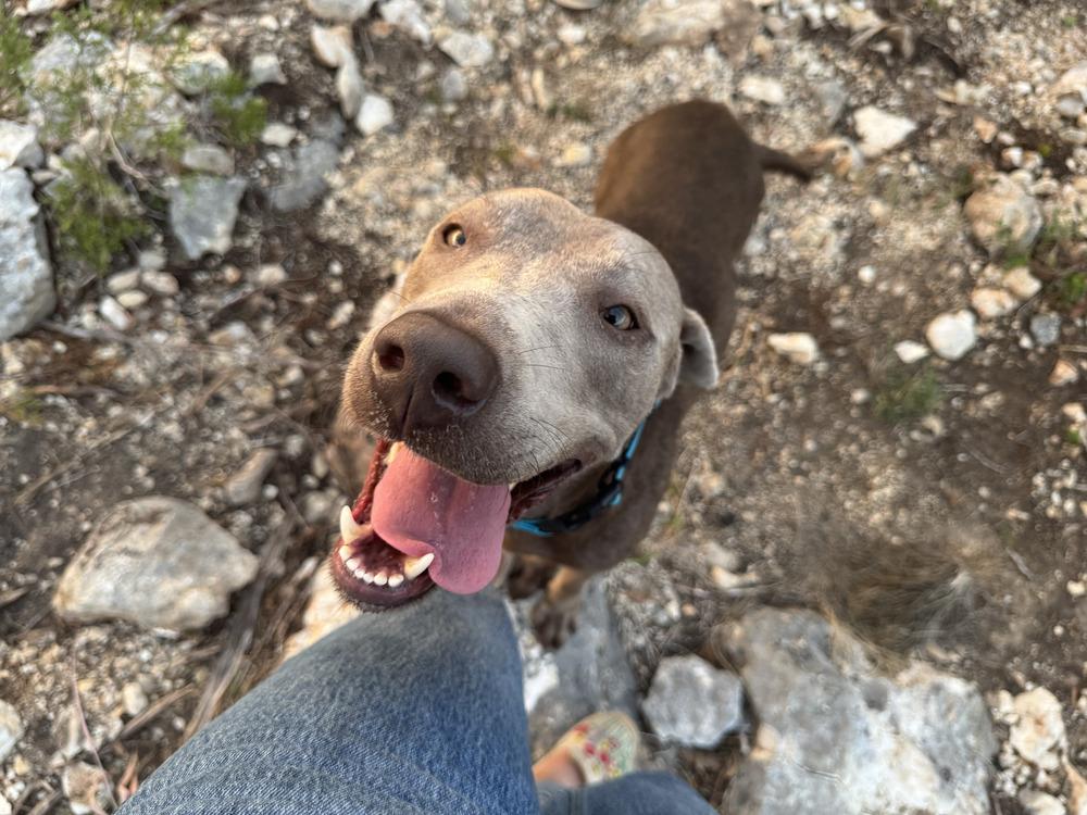 Enlarge Lolo, a Adoptable mixed breed in Dallas, TX image 1/5