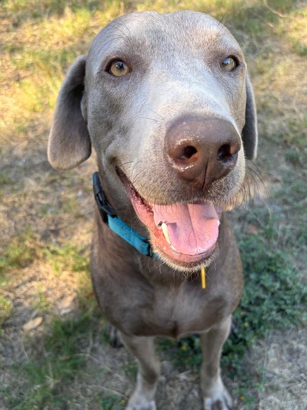 Enlarge Lolo, a Adoptable mixed breed in Dallas, TX image 2/5
