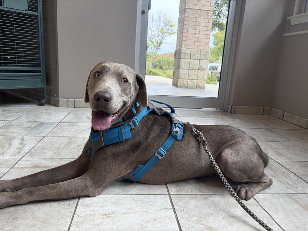 Enlarge Lolo, a Adoptable mixed breed in Dallas, TX image 3/5