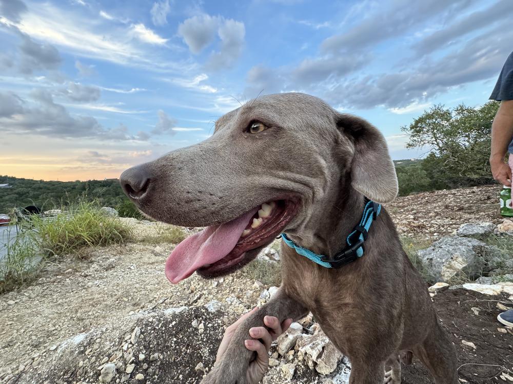 Enlarge Lolo, a Adoptable mixed breed in Dallas, TX image 4/5