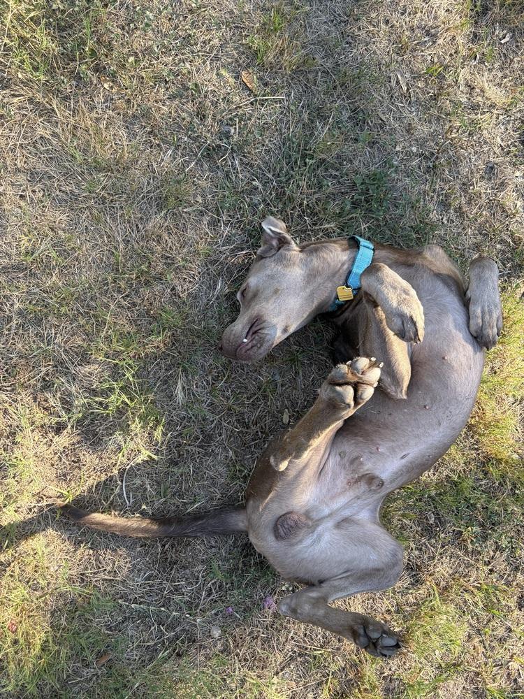 Enlarge Lolo, a Adoptable mixed breed in Dallas, TX image 5/5