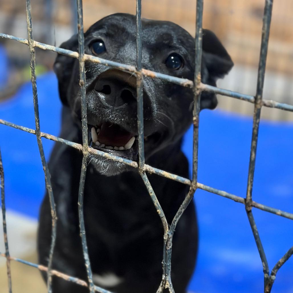 Athena, Adoptable, Adult Female Black Labrador Retriever & Mixed Breed.