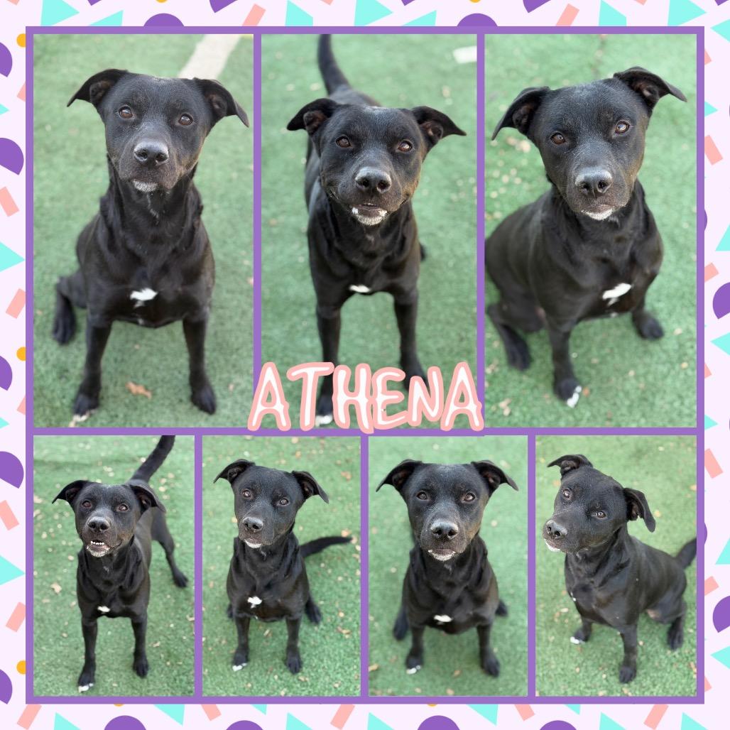 Athena, a Adoptable mixed breed in Fort Smith, AR image 2/2