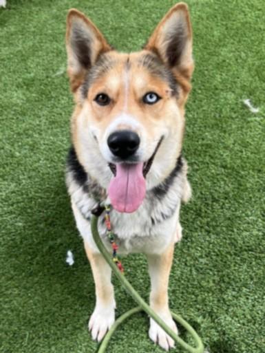 Enlarge DELILAH, a Adoptable mixed breed in Los Angeles, CA image 1/1