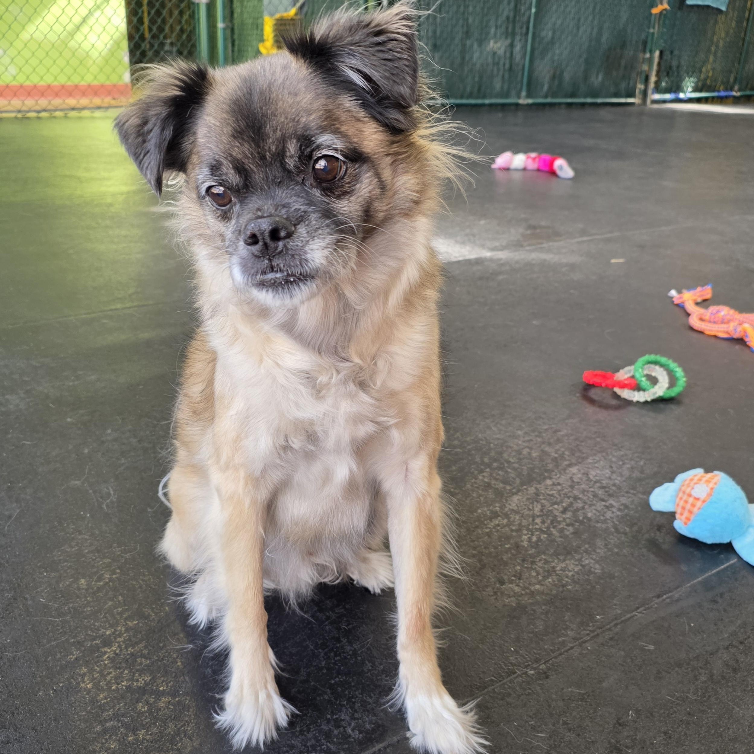 Enlarge Pugslea, an adopted mixed breed in Wheeling, IL image 4/6