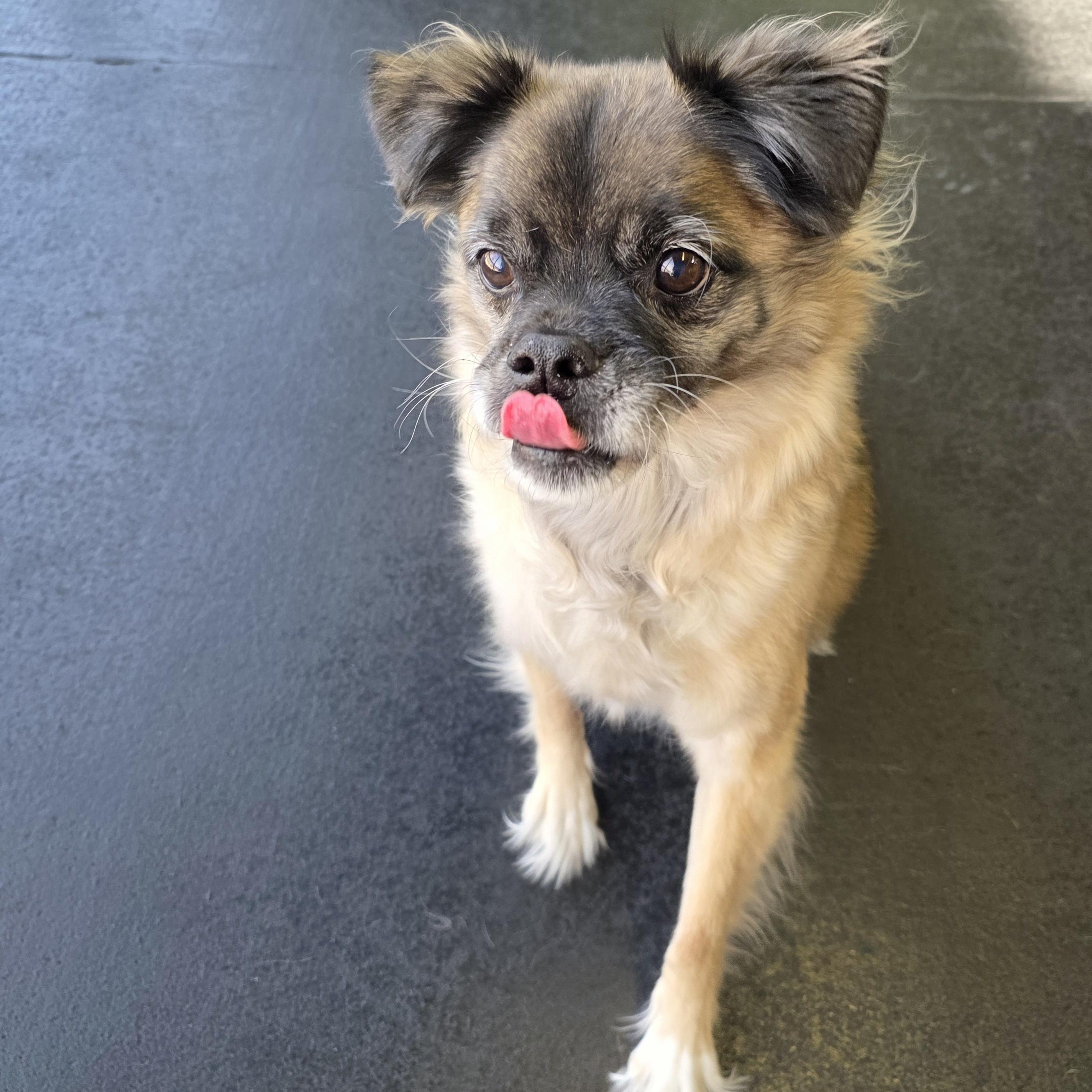 Enlarge Pugslea, an adopted mixed breed in Wheeling, IL image 2/6