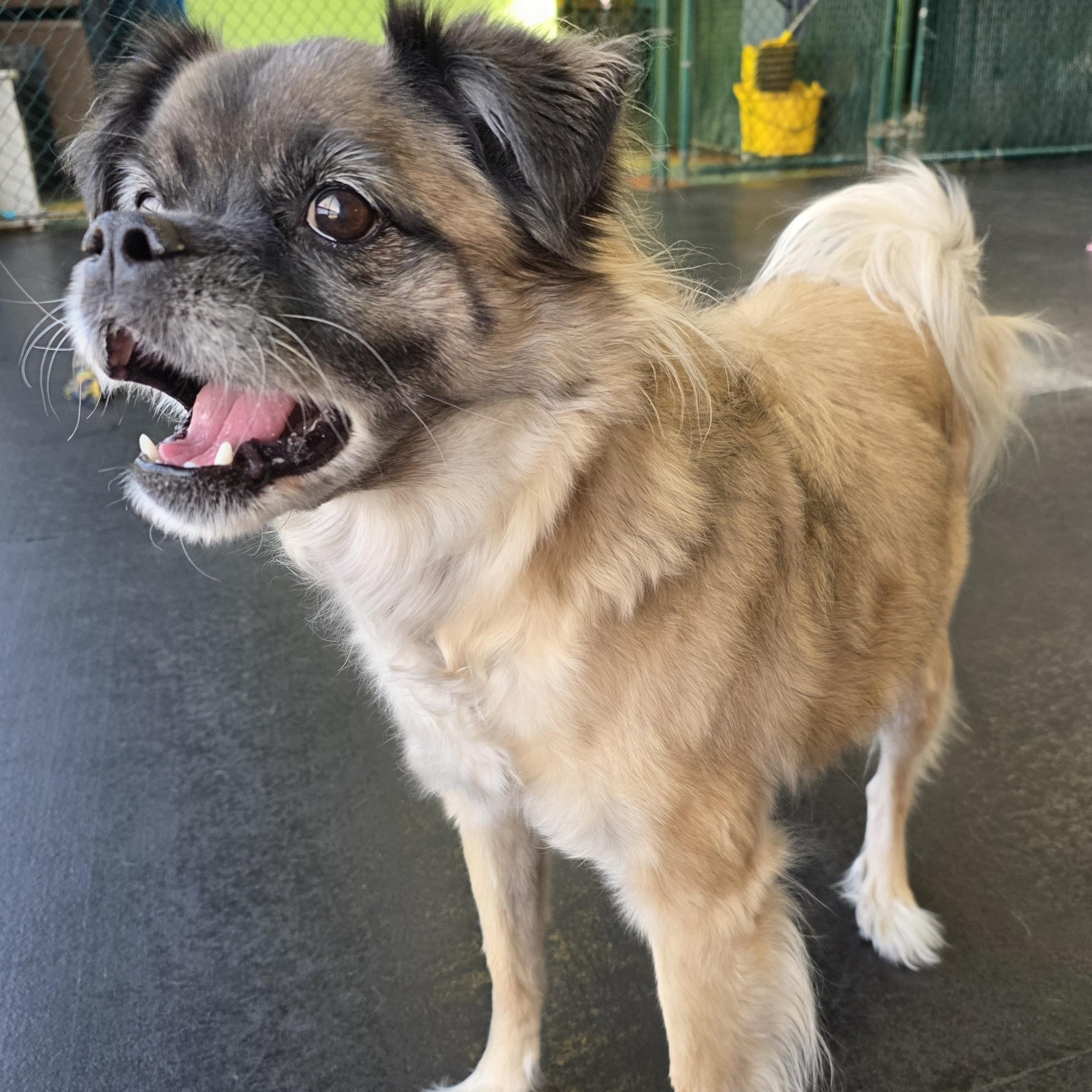 Enlarge Pugslea, an adopted mixed breed in Wheeling, IL image 6/6