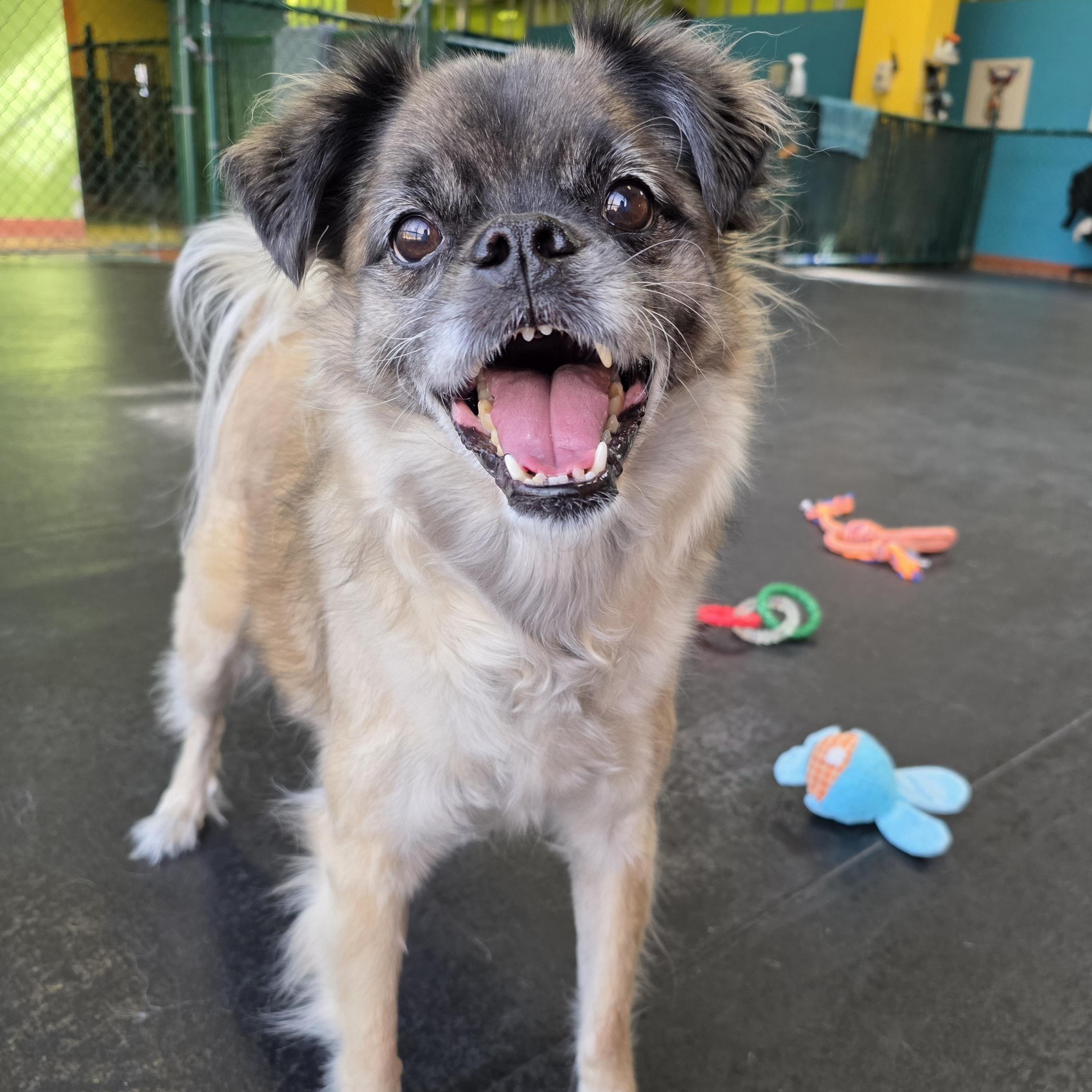 Enlarge Pugslea, an adopted mixed breed in Wheeling, IL image 1/6