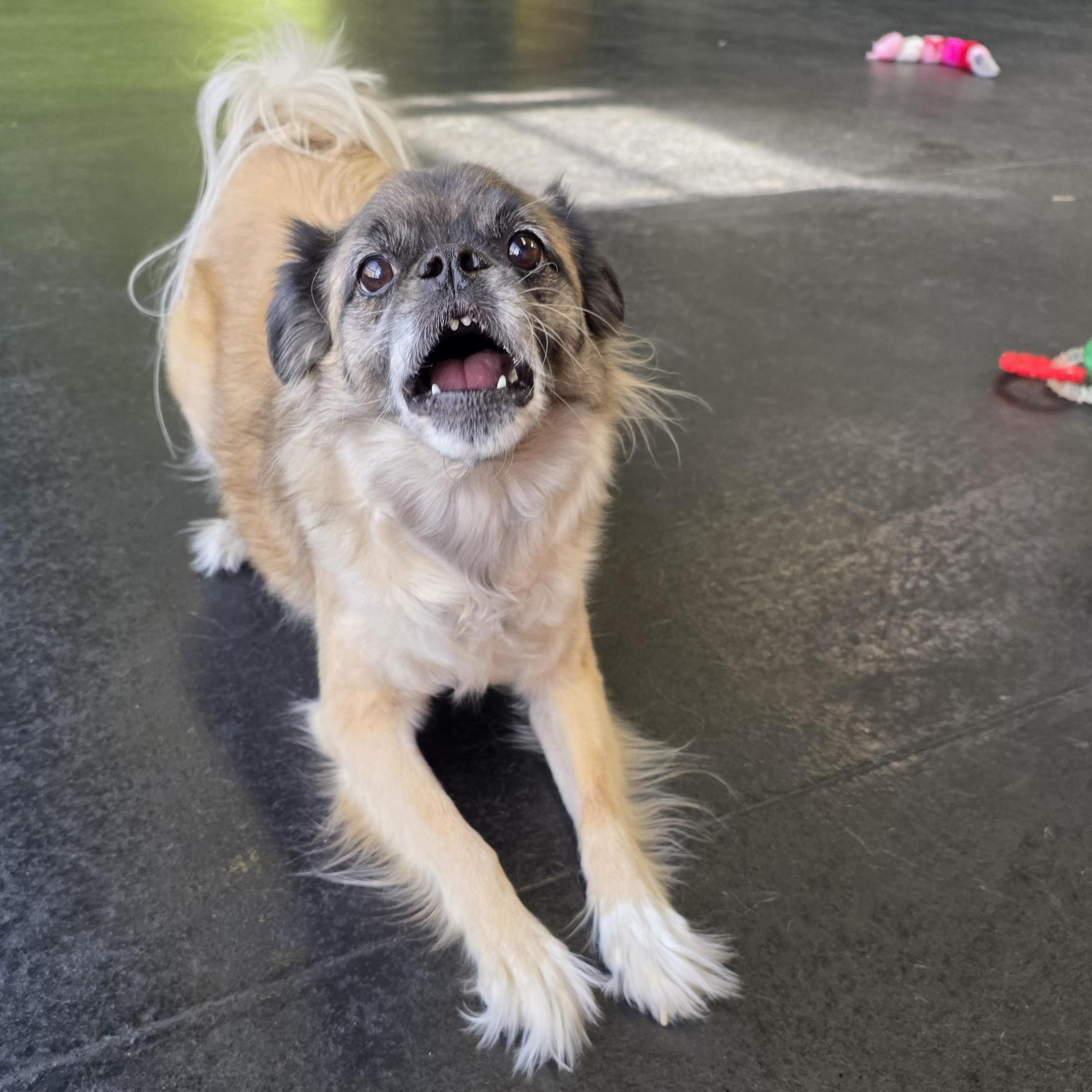 Enlarge Pugslea, an adopted mixed breed in Wheeling, IL image 3/6