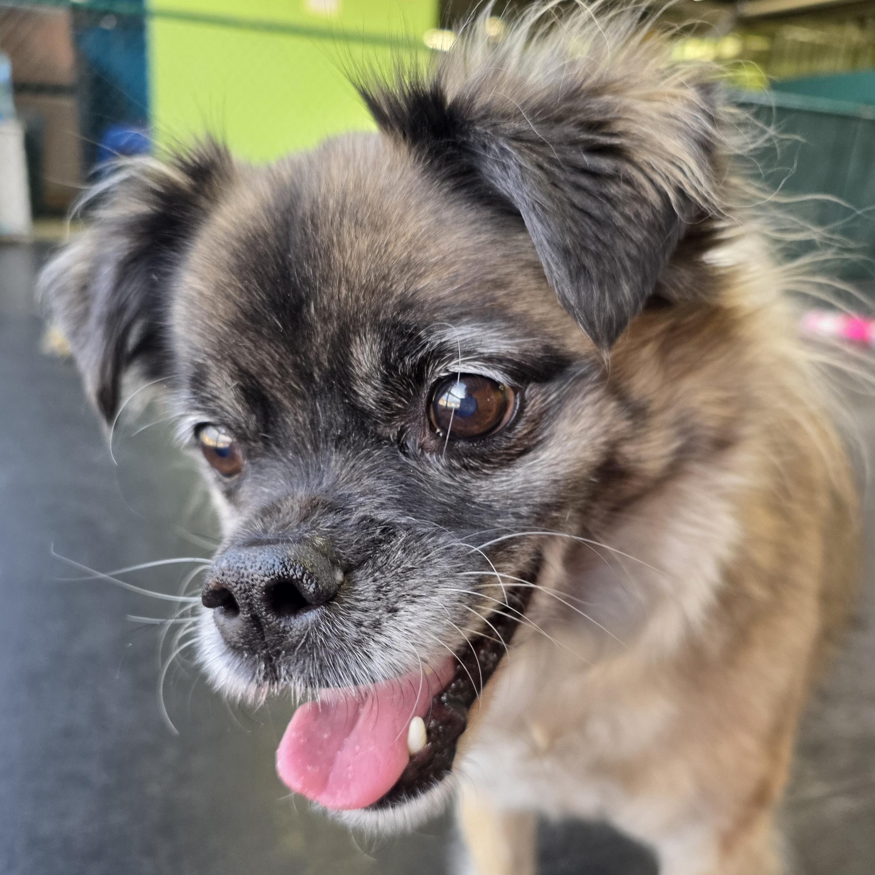 Enlarge Pugslea, an adopted mixed breed in Wheeling, IL image 5/6