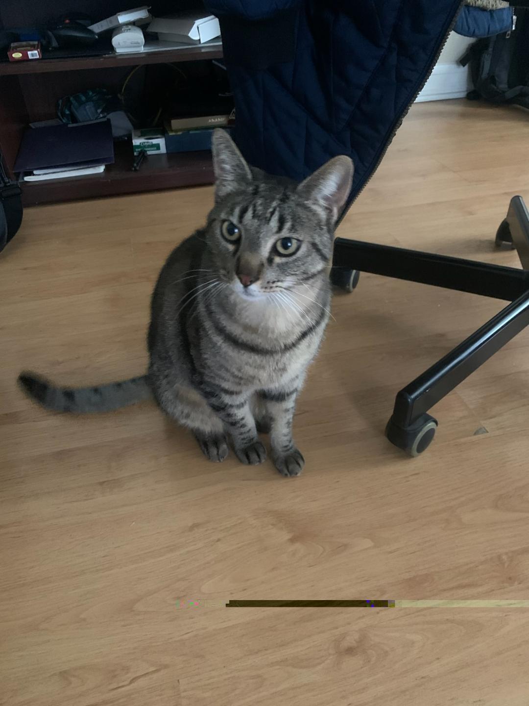 Sunny, Adoptable, Adult Male Domestic Short Hair.