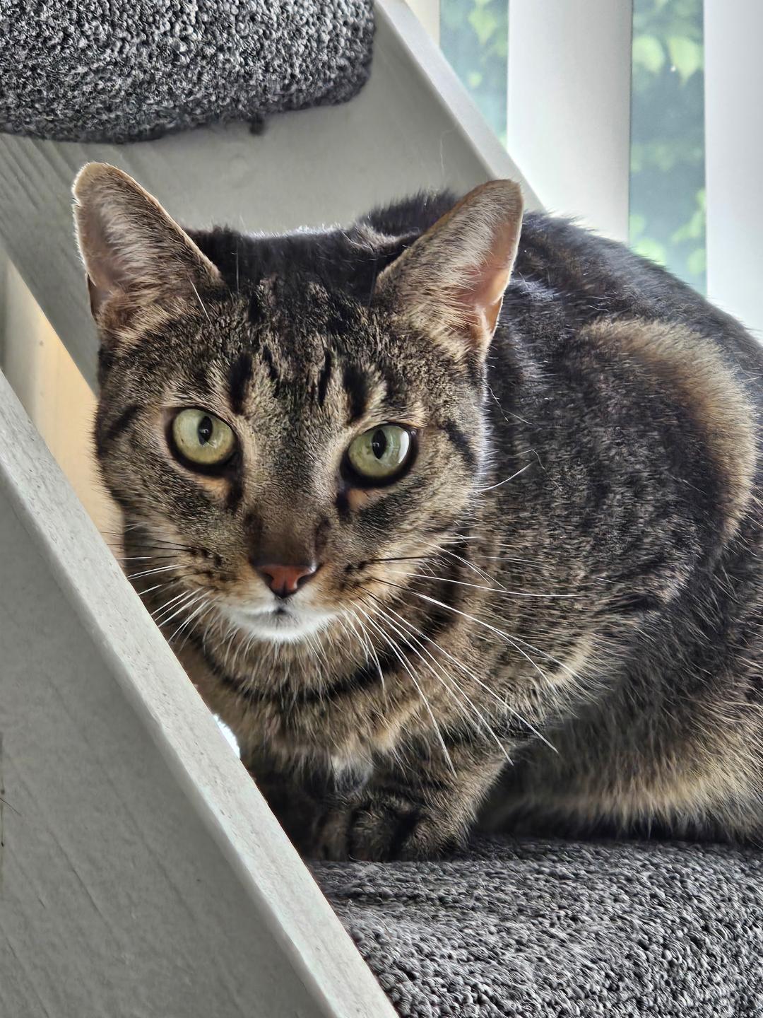 Enlarge Sunny, an adopted Domestic Short Hair in Oceanside, CA image 2/6