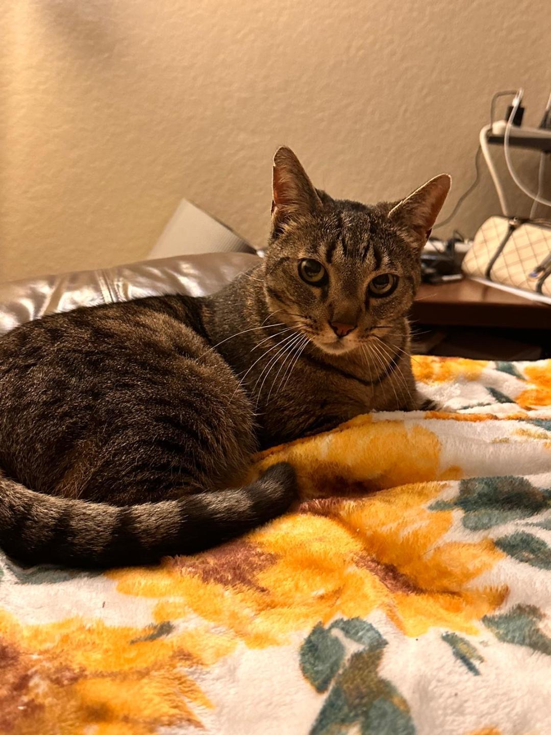 Sunny, a Adoptable Domestic Short Hair in Oceanside, CA image 2/5