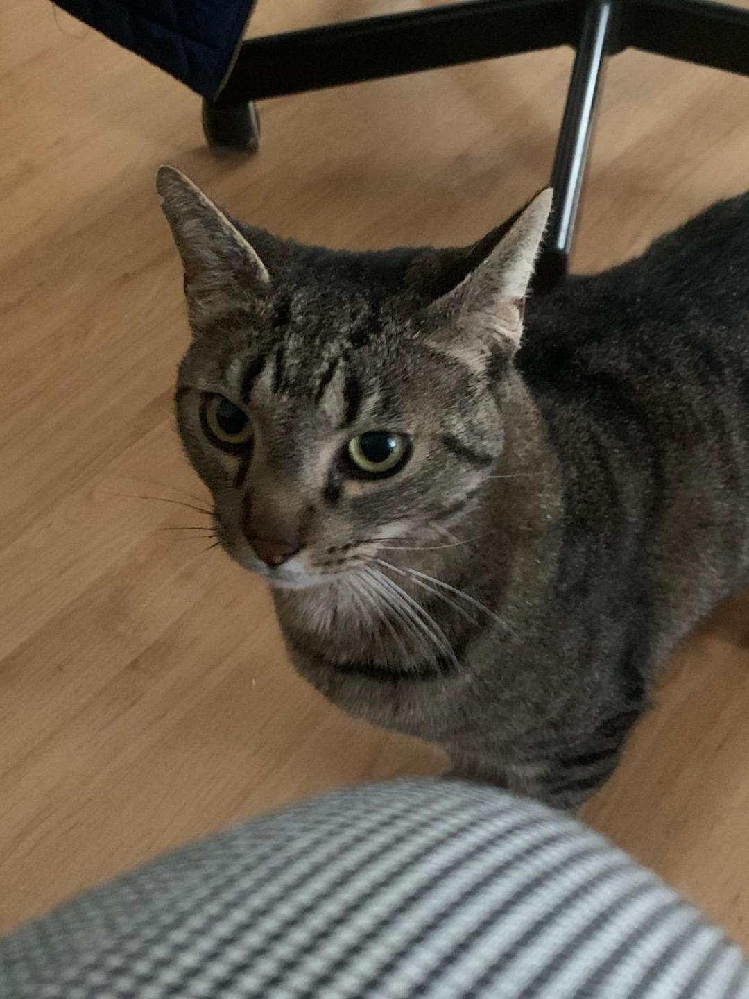 Sunny, a Adoptable Domestic Short Hair in Oceanside, CA image 3/5