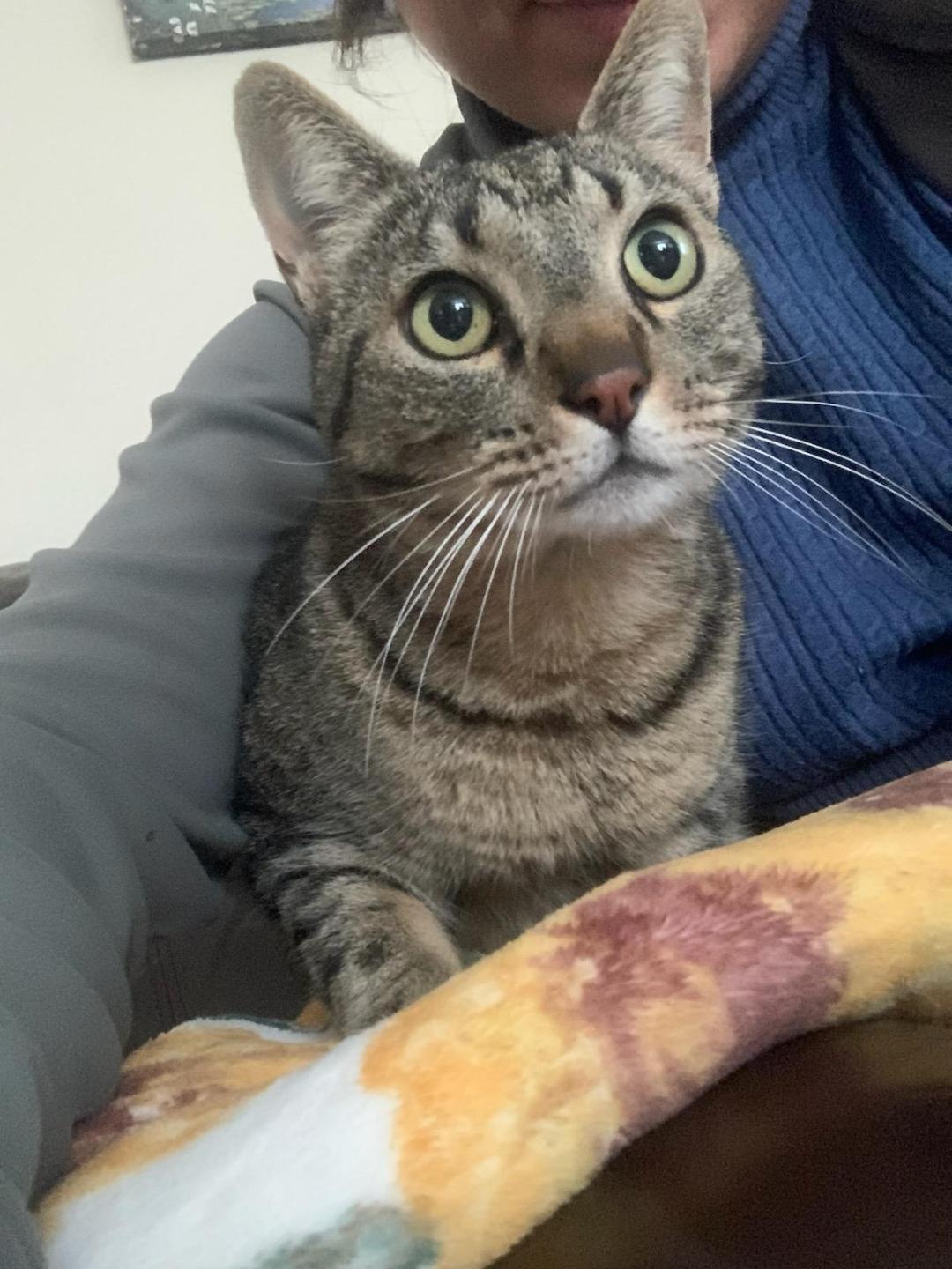 Sunny, a Adoptable Domestic Short Hair in Oceanside, CA image 4/5