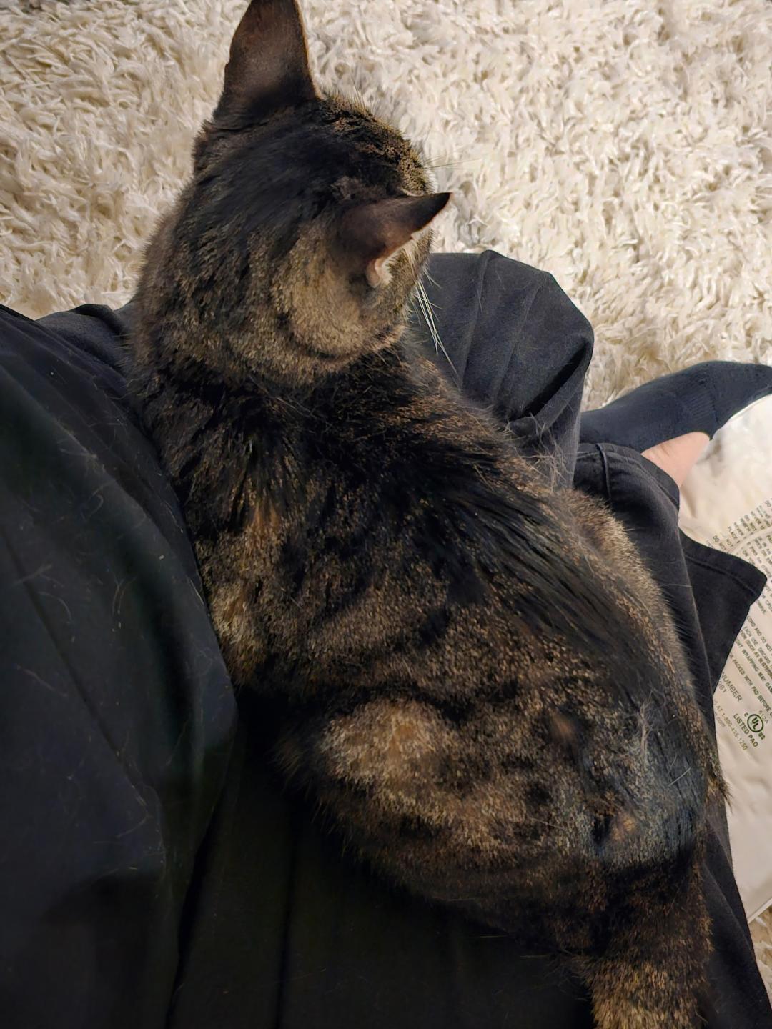 Enlarge Sunny, an adopted Domestic Short Hair in Oceanside, CA image 3/6