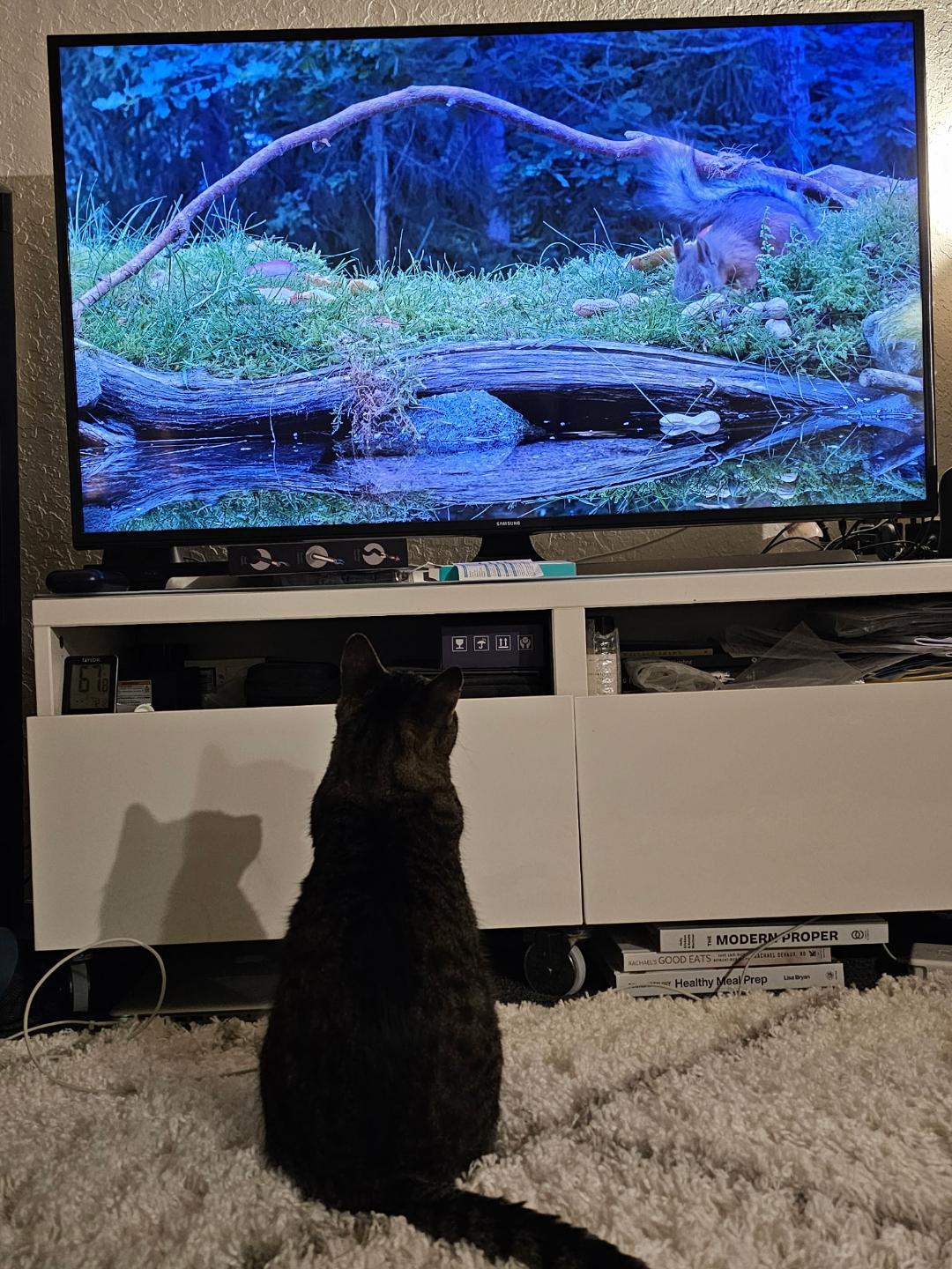 Enlarge Sunny, an adopted Domestic Short Hair in Oceanside, CA image 4/6