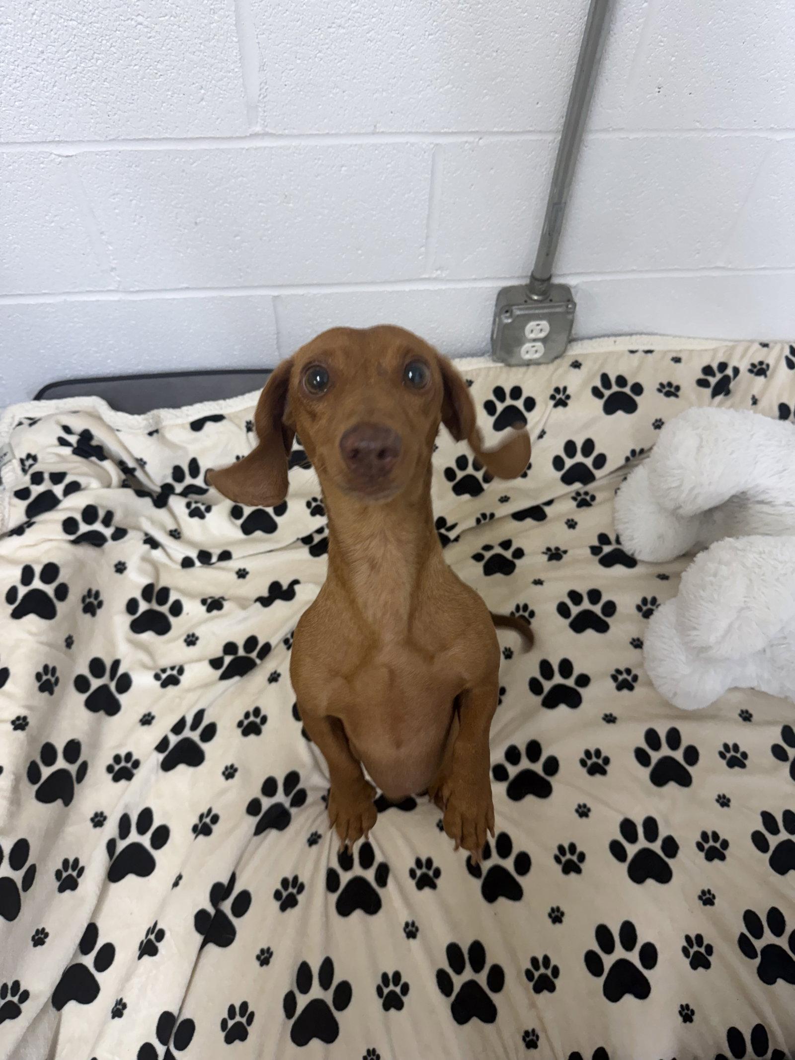 Enlarge Red, a Adoptable Dachshund in York, SC image 1/3