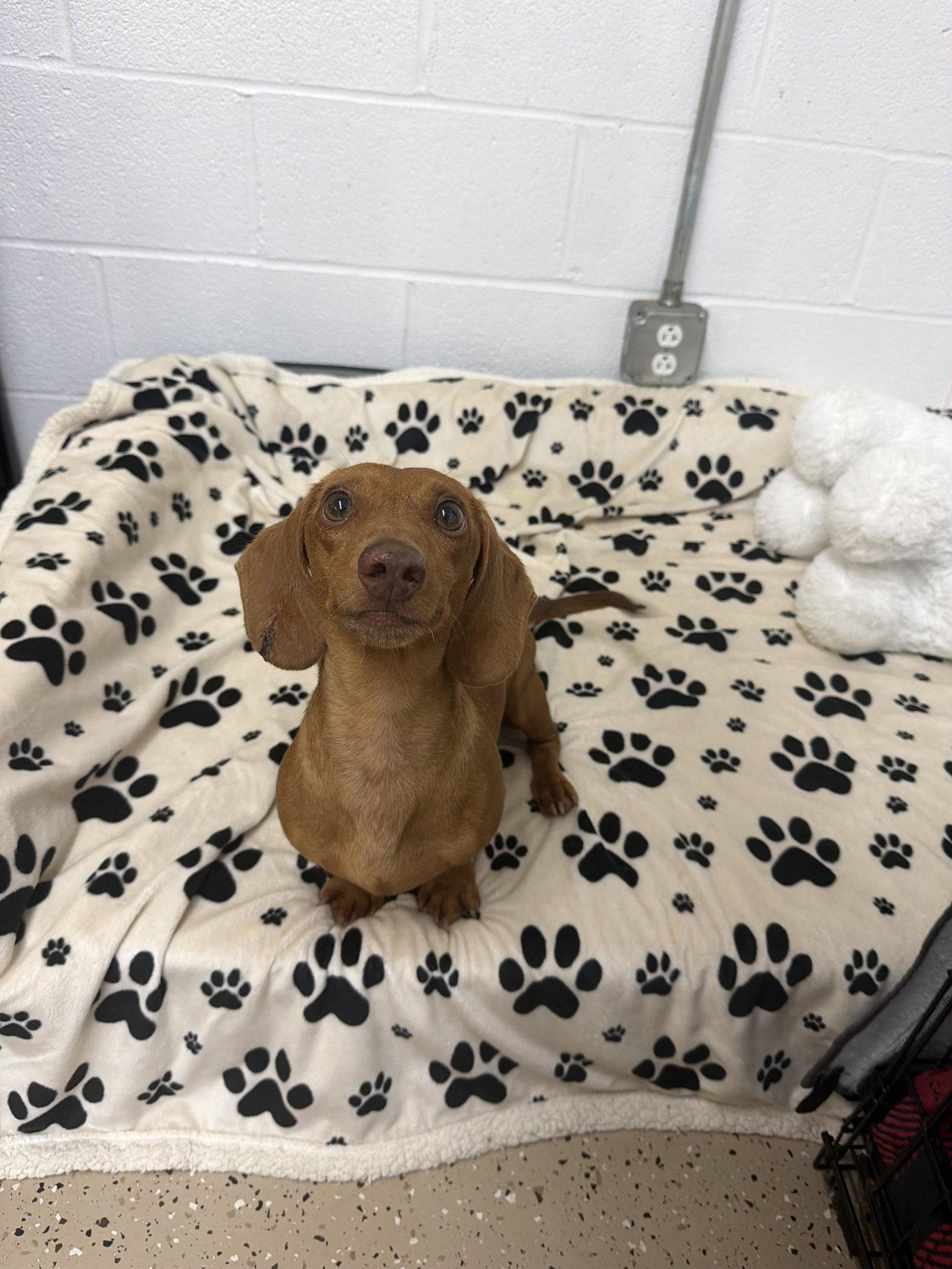 Enlarge Red, a Adoptable Dachshund in York, SC image 2/3