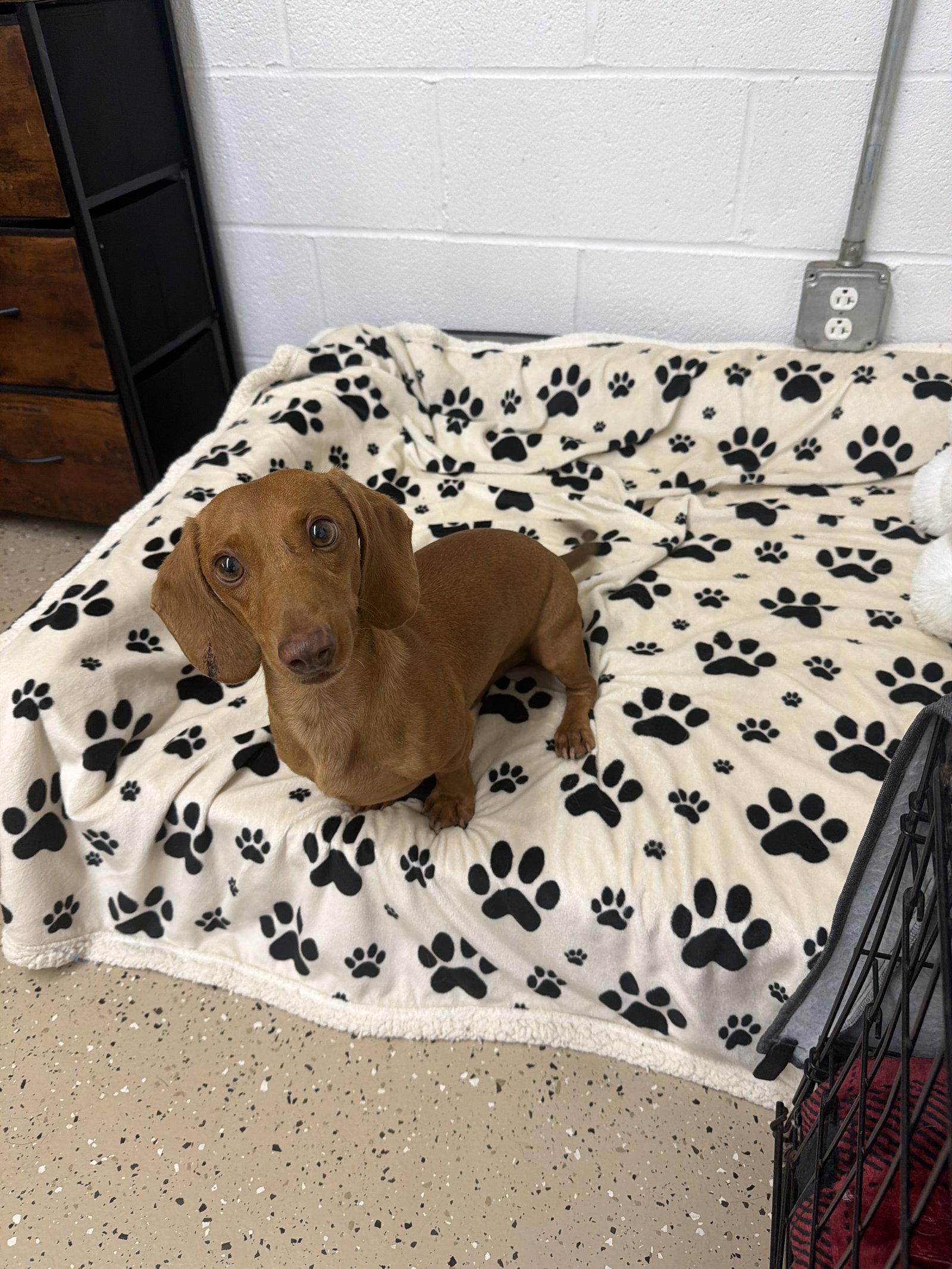 Enlarge Red, a Adoptable Dachshund in York, SC image 3/3