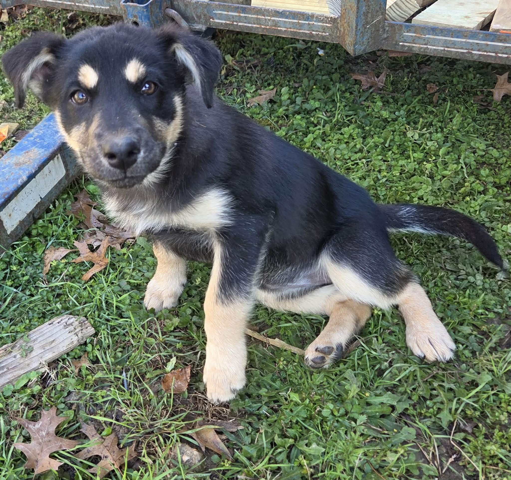 Astrid, a Adoptable mixed breed in Chepachet, RI image 1/5