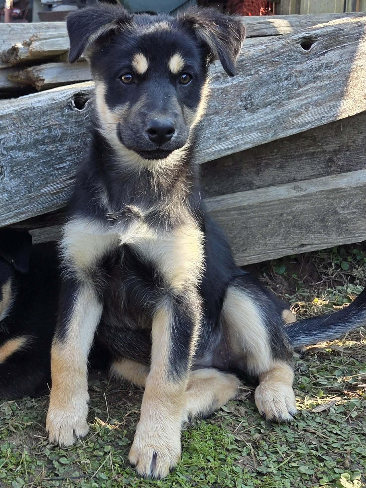 Astrid, a Adoptable mixed breed in Chepachet, RI image 3/5