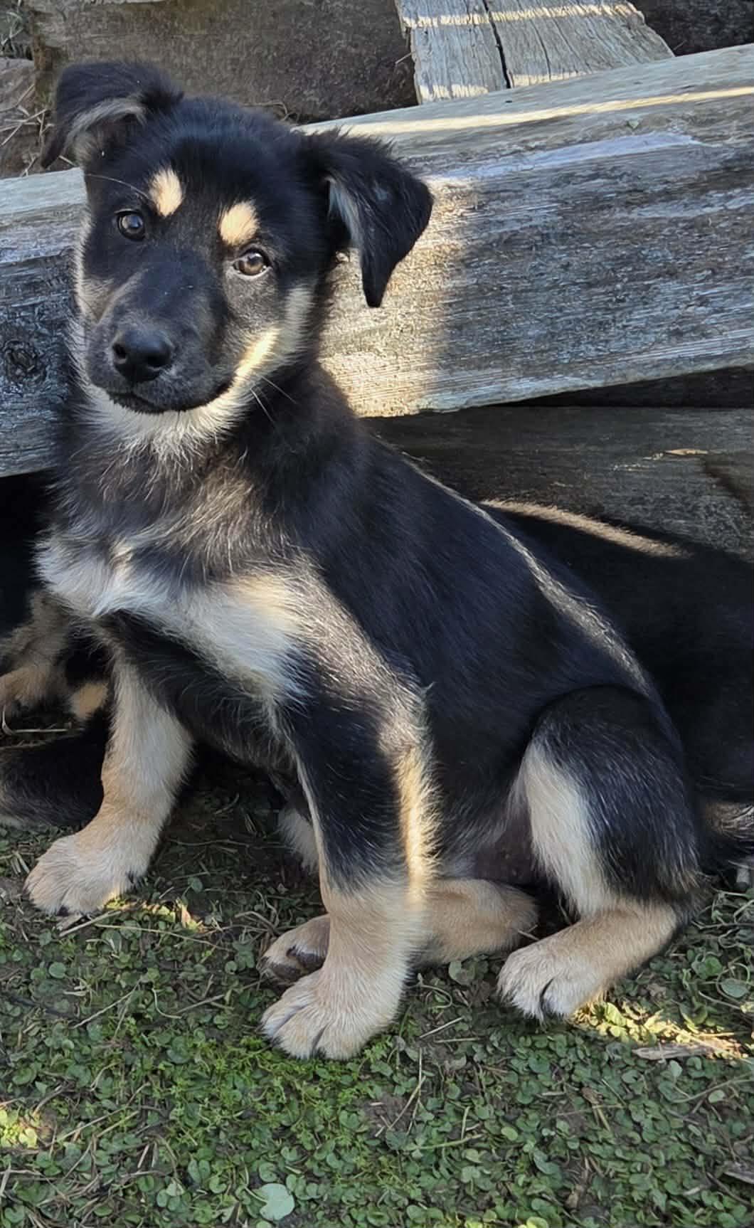 Astrid, a Adoptable mixed breed in Chepachet, RI image 4/5