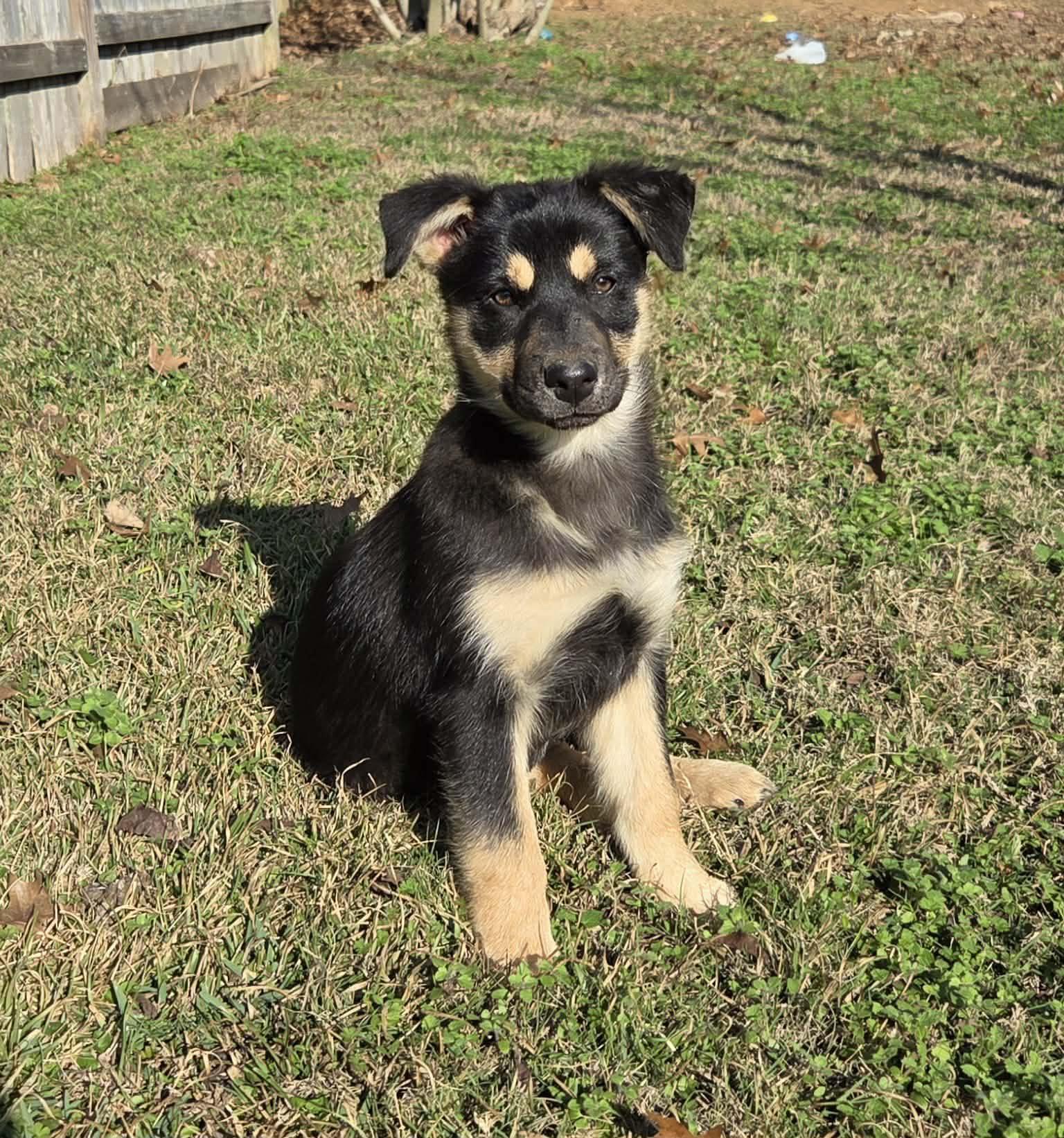 Astrid, a Adoptable mixed breed in Chepachet, RI image 5/5