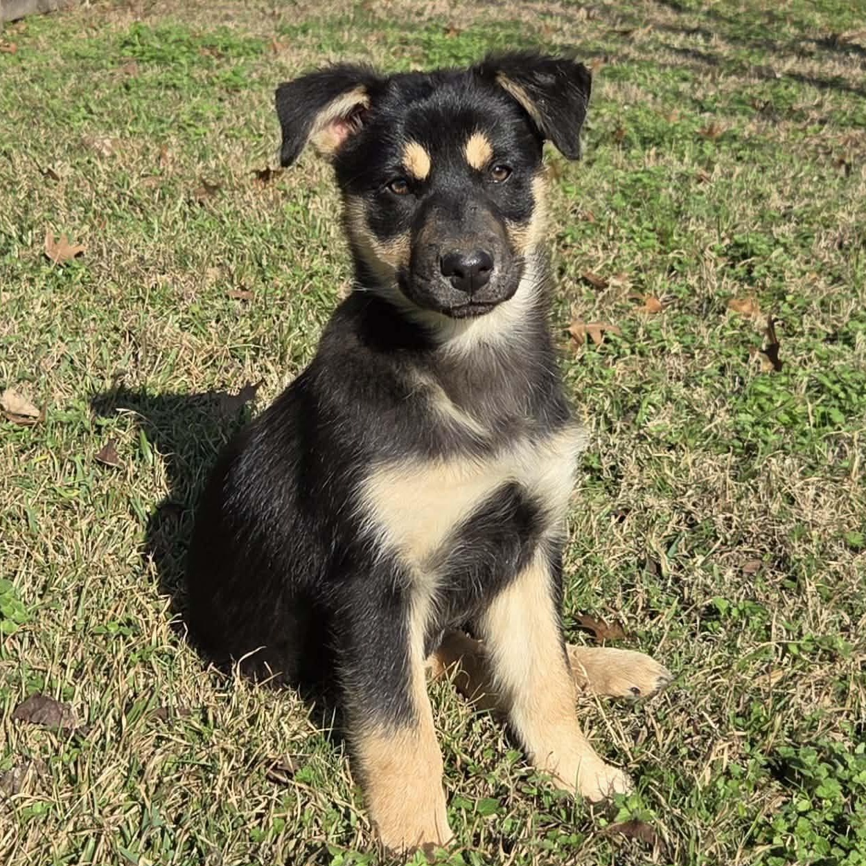 Enlarge Astrid, an adopted mixed breed in Westport, MA image 1/1
