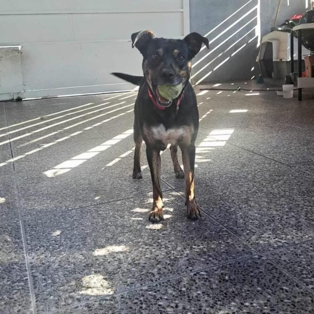 Thalia, a Adoptable mixed breed in San Diego, CA image 3/5