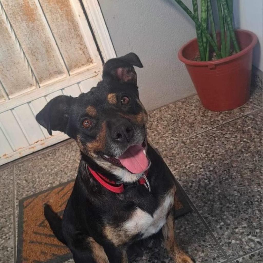 Thalia, a Adoptable mixed breed in San Diego, CA image 4/5