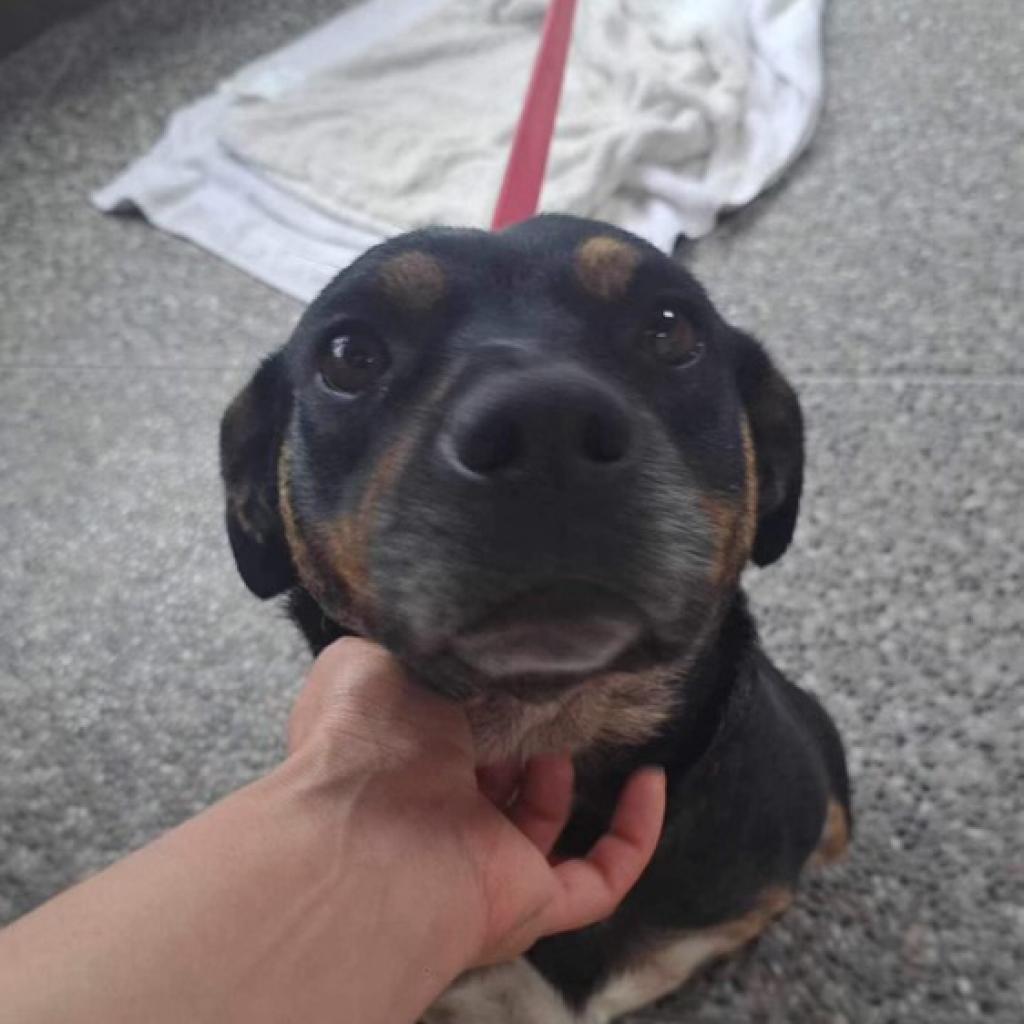 Thalia, a Adoptable mixed breed in San Diego, CA image 5/5