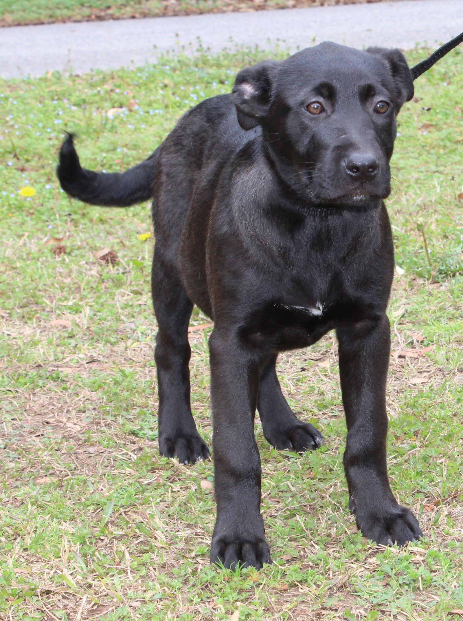 Tina 43202, Adopted, Puppy Female Black Labrador Retriever & Shepherd.